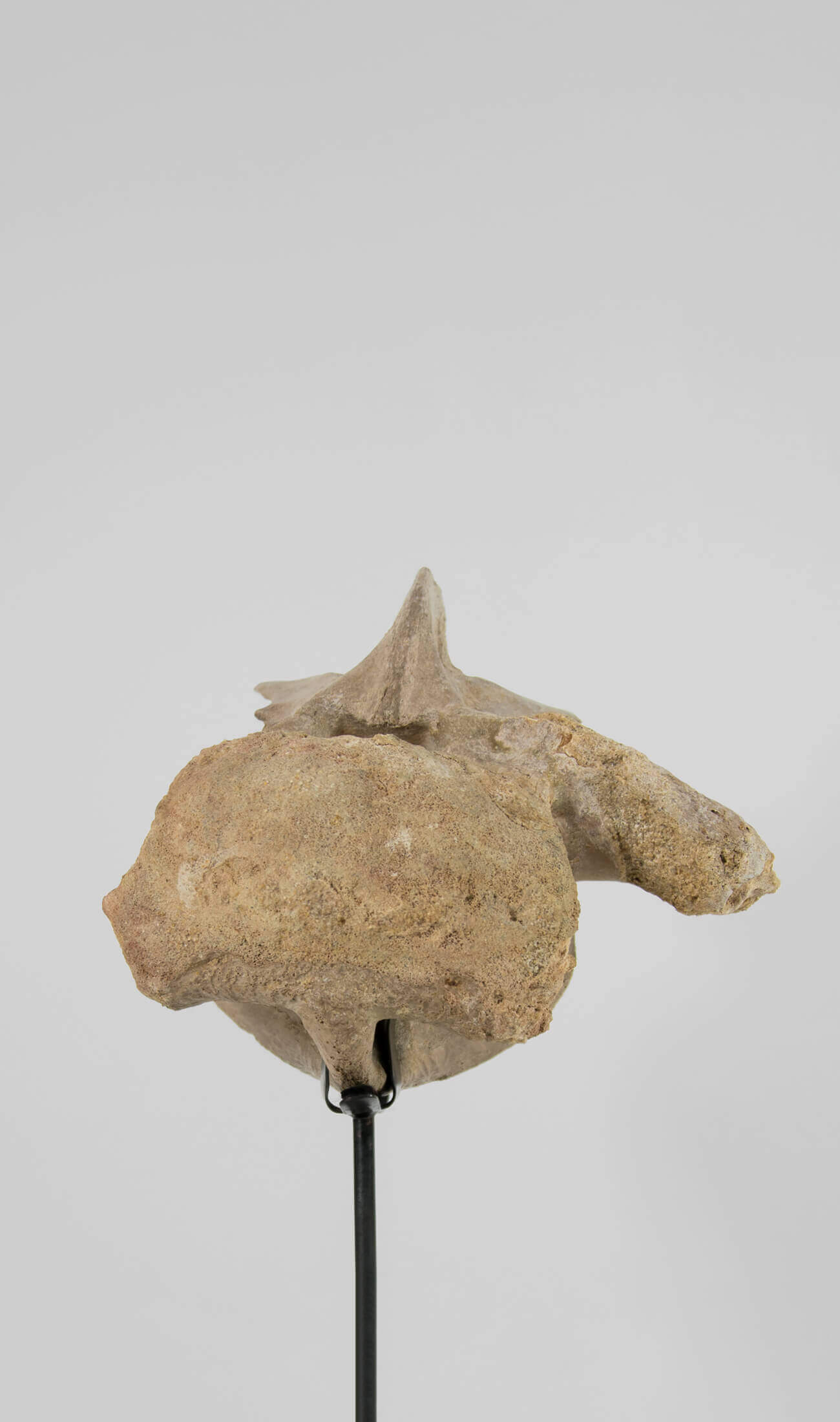 A rare dinosaur Sigilmassasaurus brevicollis vertebra fossil measuring 263mm on THE FOSSIL STORE bronze stand series