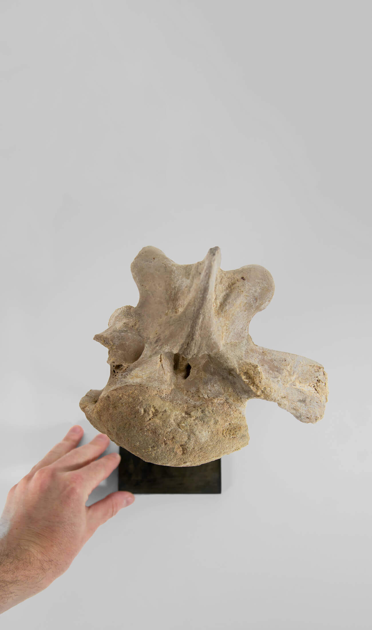 A rare dinosaur Sigilmassasaurus brevicollis vertebra fossil measuring 263mm on THE FOSSIL STORE bronze stand series