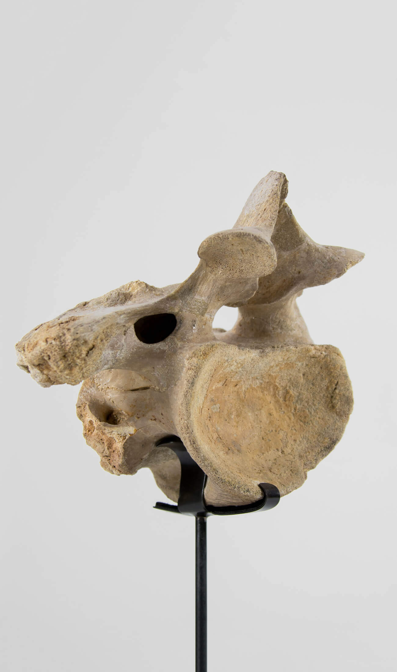 A rare dinosaur Sigilmassasaurus brevicollis vertebra fossil measuring 263mm on THE FOSSIL STORE bronze stand series