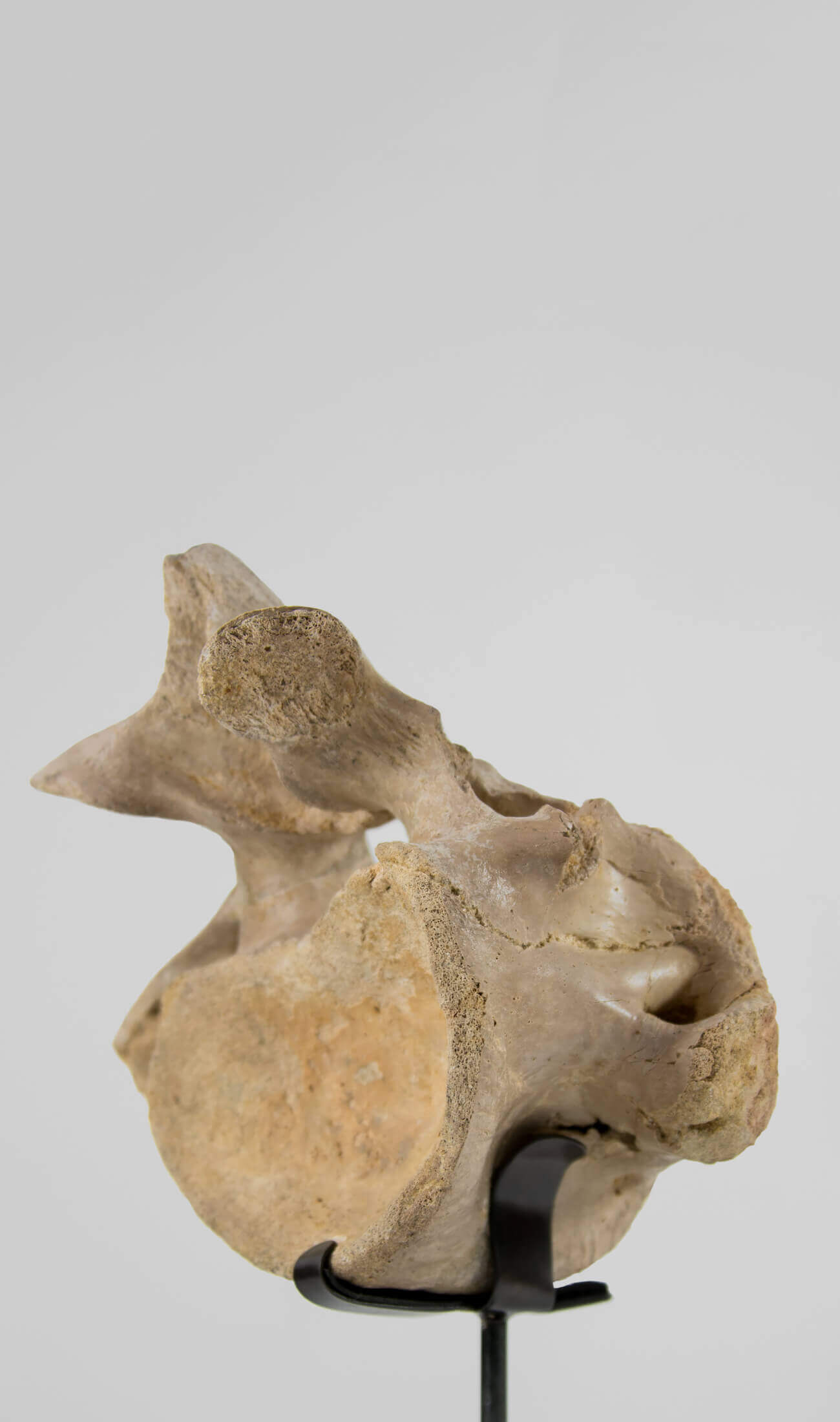 A rare dinosaur Sigilmassasaurus brevicollis vertebra fossil measuring 263mm on THE FOSSIL STORE bronze stand series