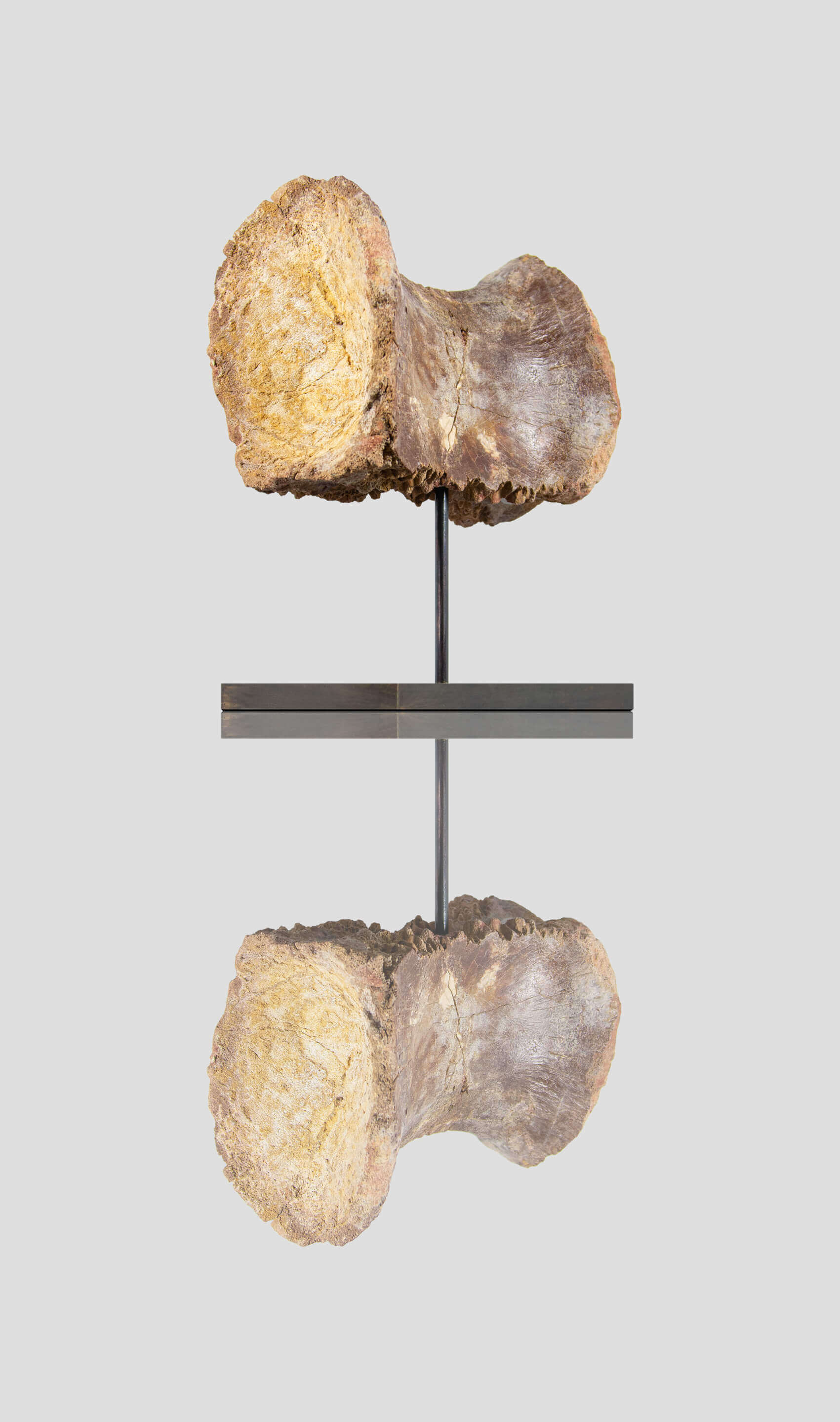 Dinosaur vertebra for sale on a bronze stand for interior display 36