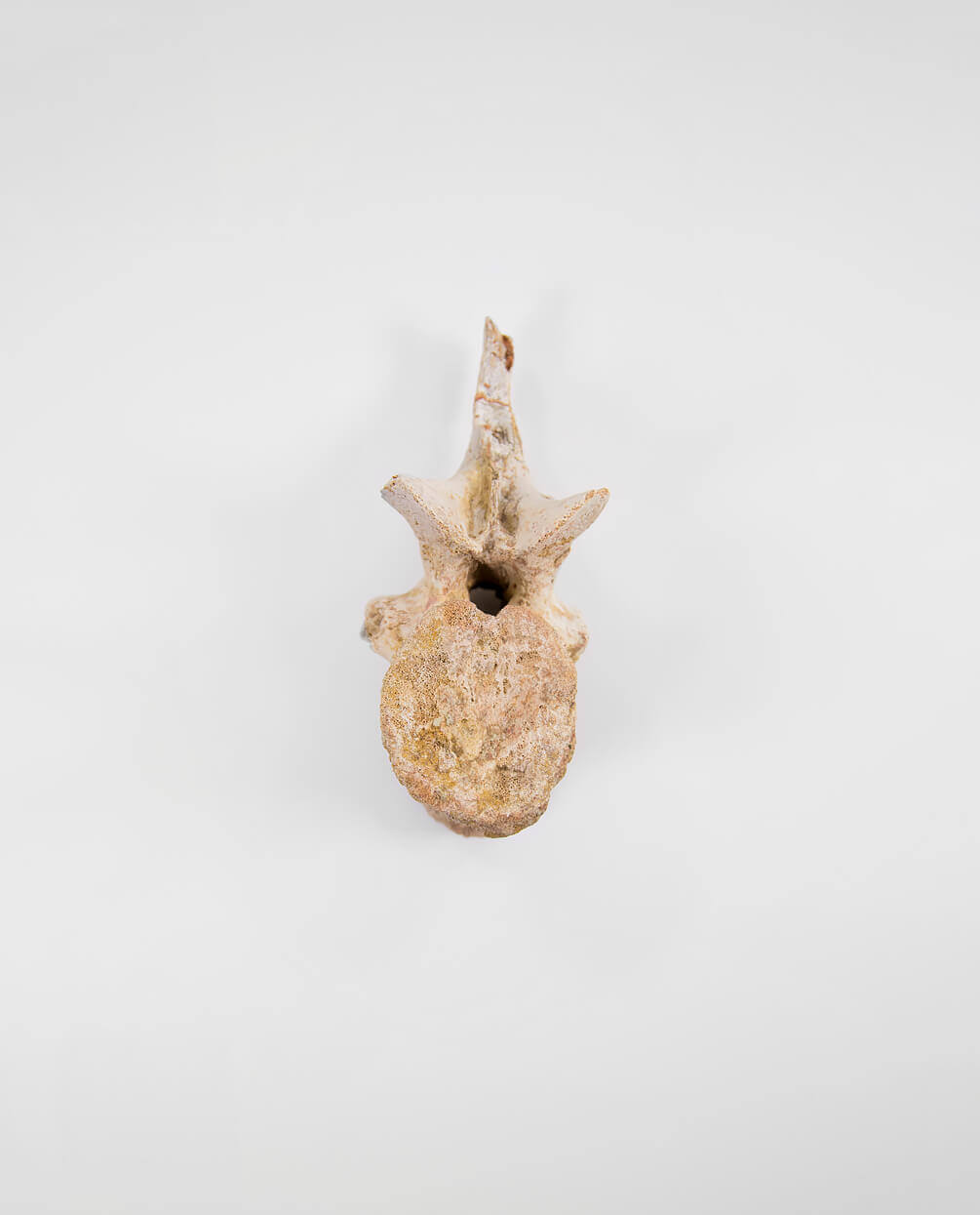 Museum-quality Deltadromeus agilis dinosaur fossil vertebra for sale measuring 135mm at THE FOSSIL STORE