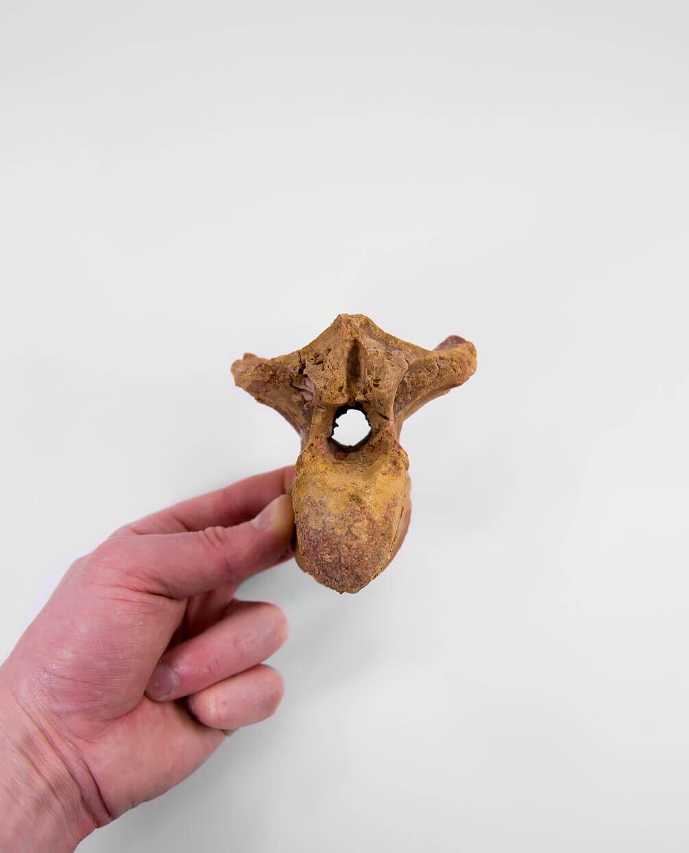 Museum-quality Deltadromeus agilis dinosaur fossil vertebra for sale measuring 91mm at THE FOSSIL STORE