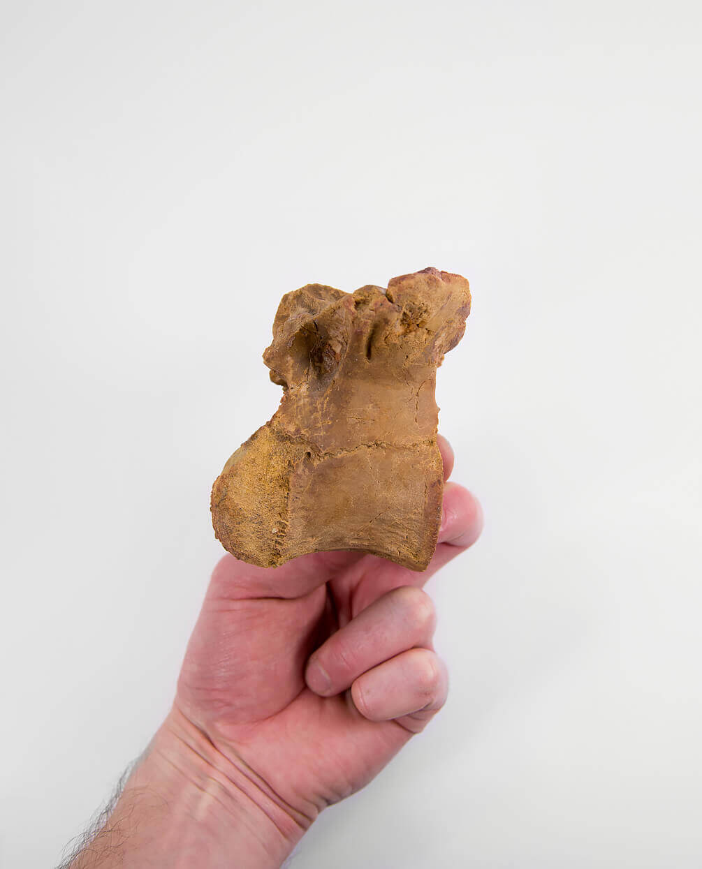 Museum-quality Deltadromeus agilis dinosaur fossil vertebra for sale measuring 91mm at THE FOSSIL STORE