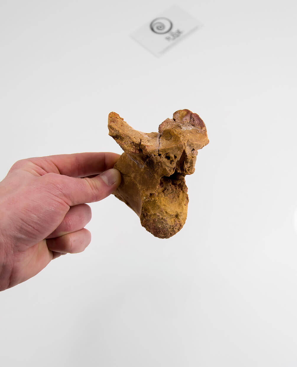 Museum-quality Deltadromeus agilis dinosaur fossil vertebra for sale measuring 91mm at THE FOSSIL STORE