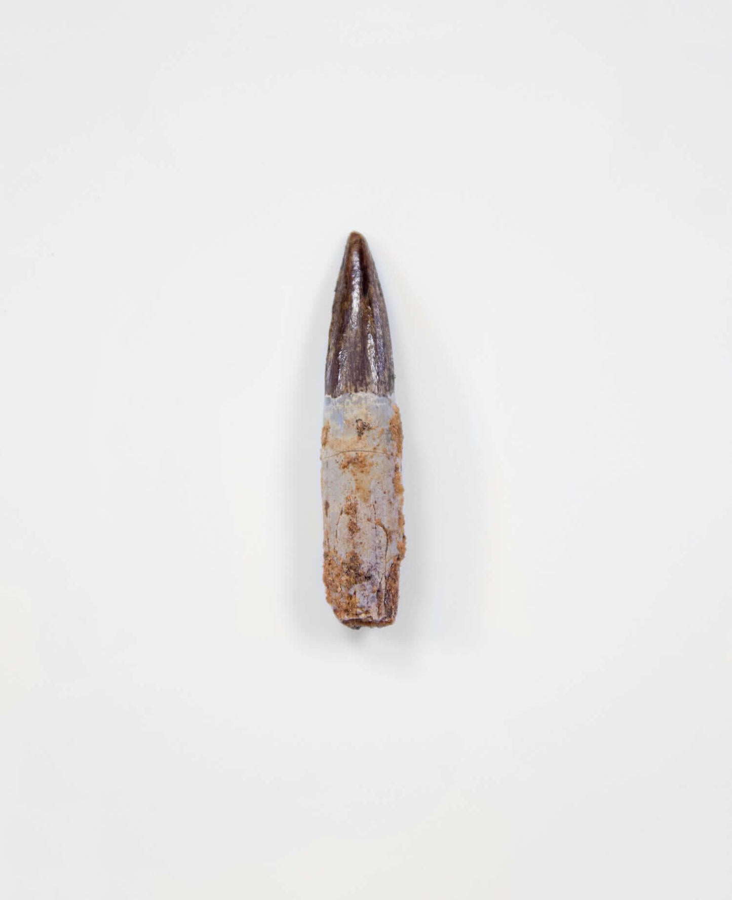 Scientifically important Spinosaurus aegyptiacus dinosaur fossil tooth for sale measuring 48mm at THE FOSSIL STORE