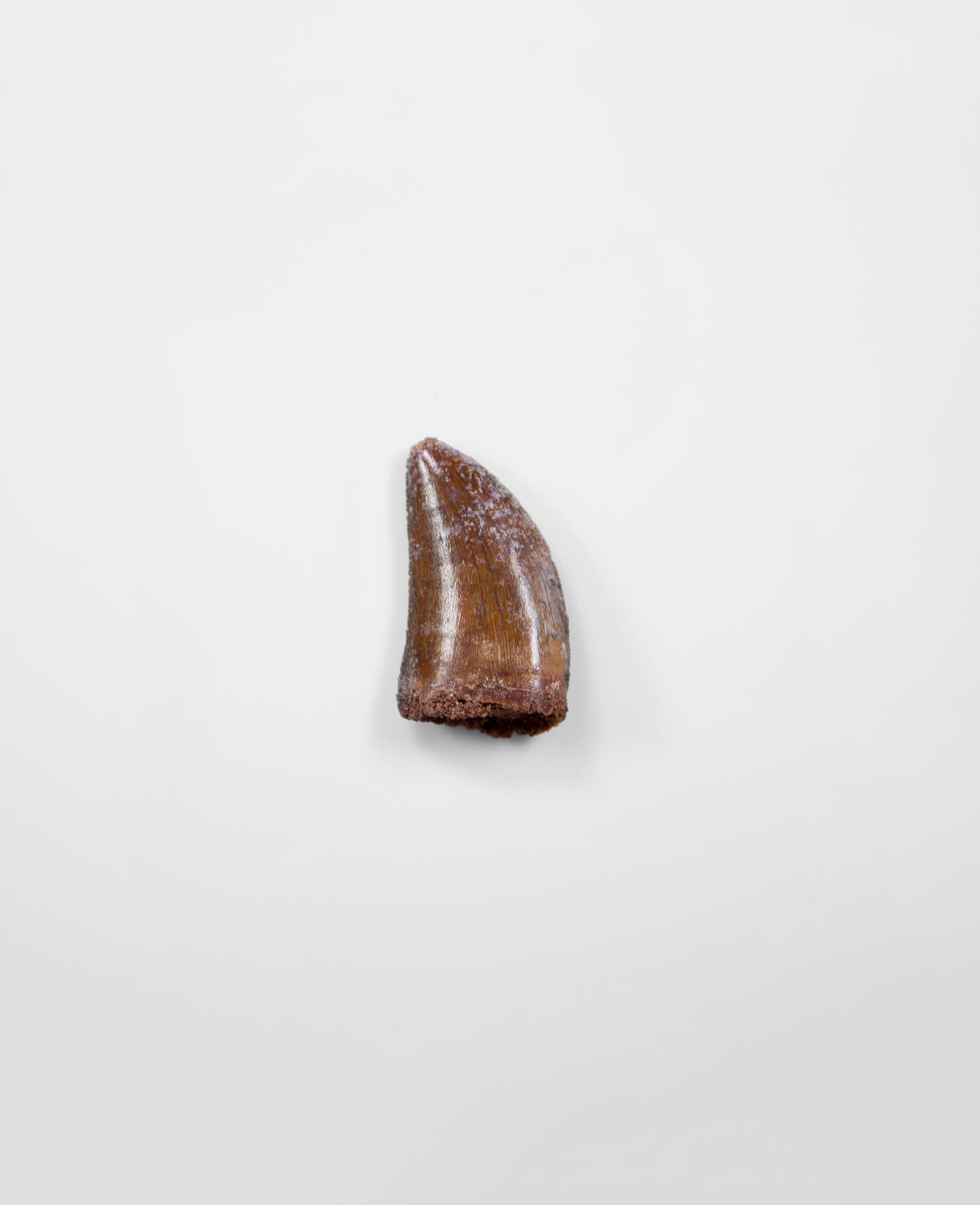 Scientifically important Carcharodontosaurus saharicus dinosaur fossil tooth for sale measuring 35mm at THE FOSSIL STORE