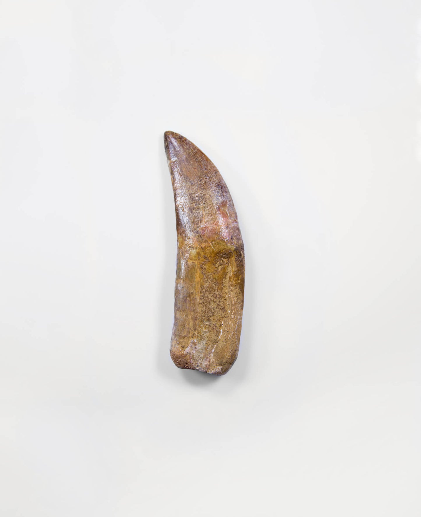 Museum-quality Carcharodontosaurus saharicus dinosaur fossil tooth for sale measuring 125mm at THE FOSSIL STORE