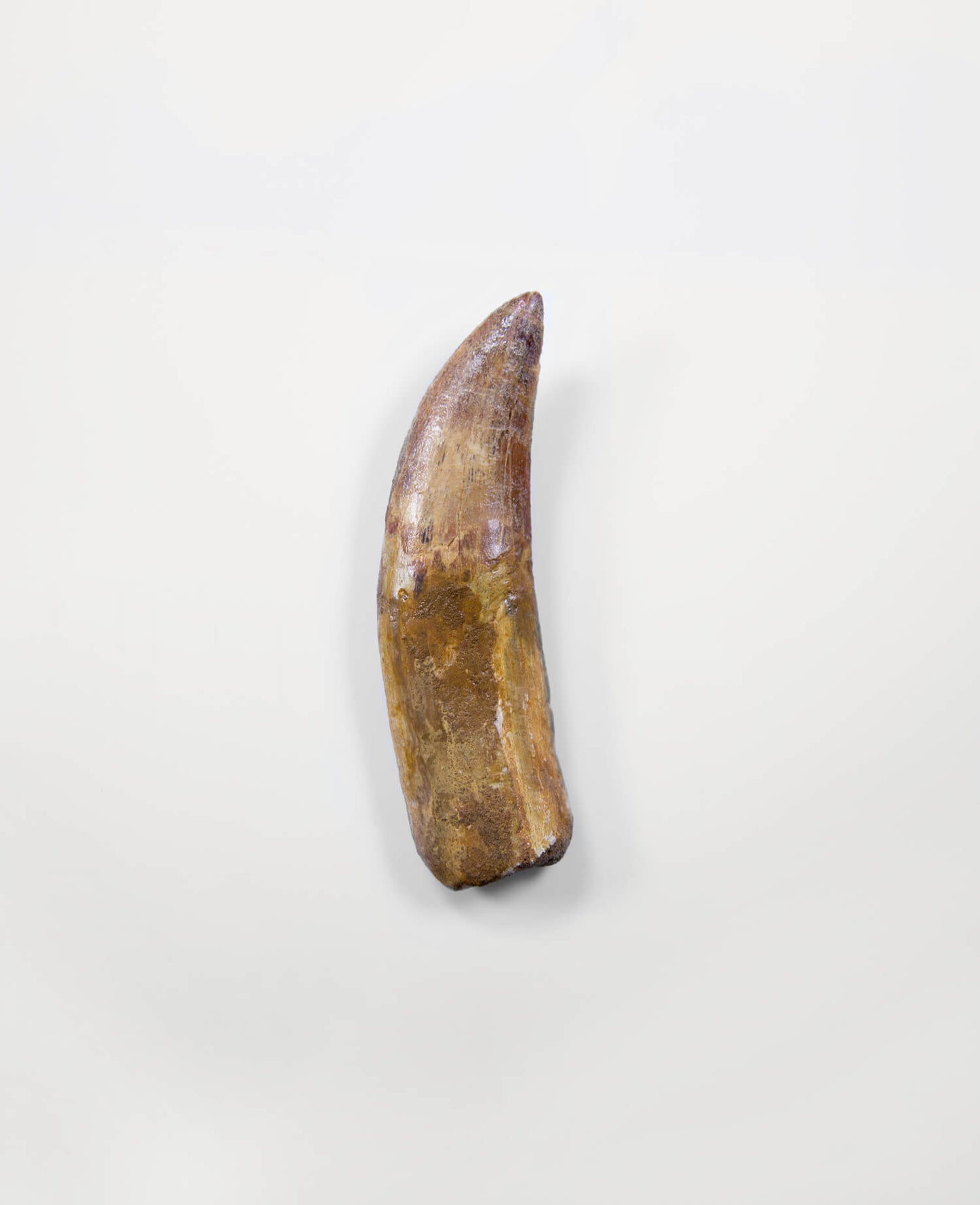 Museum-quality Carcharodontosaurus saharicus dinosaur fossil tooth for sale measuring 125mm at THE FOSSIL STORE