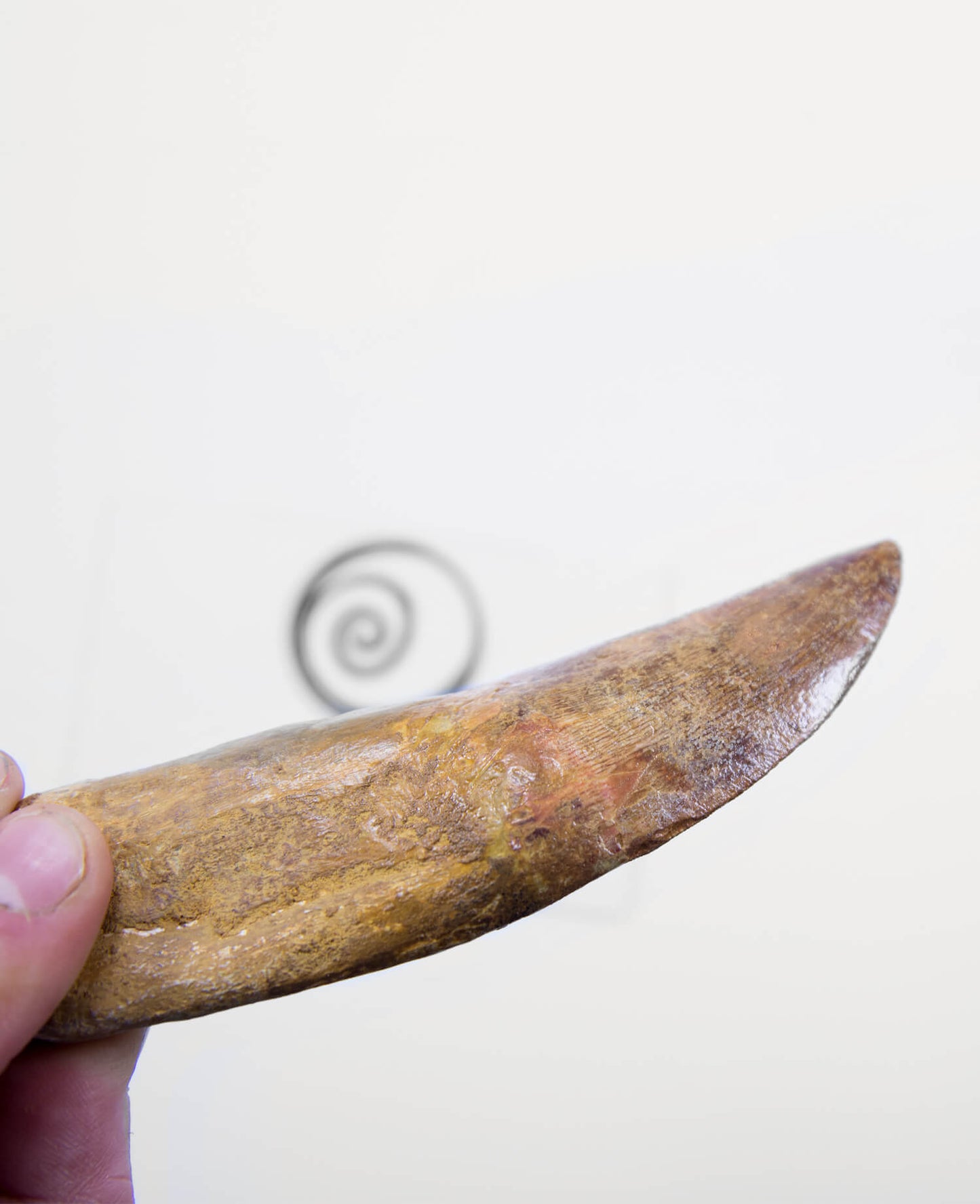 Museum-quality Carcharodontosaurus saharicus dinosaur fossil tooth for sale measuring 125mm at THE FOSSIL STORE