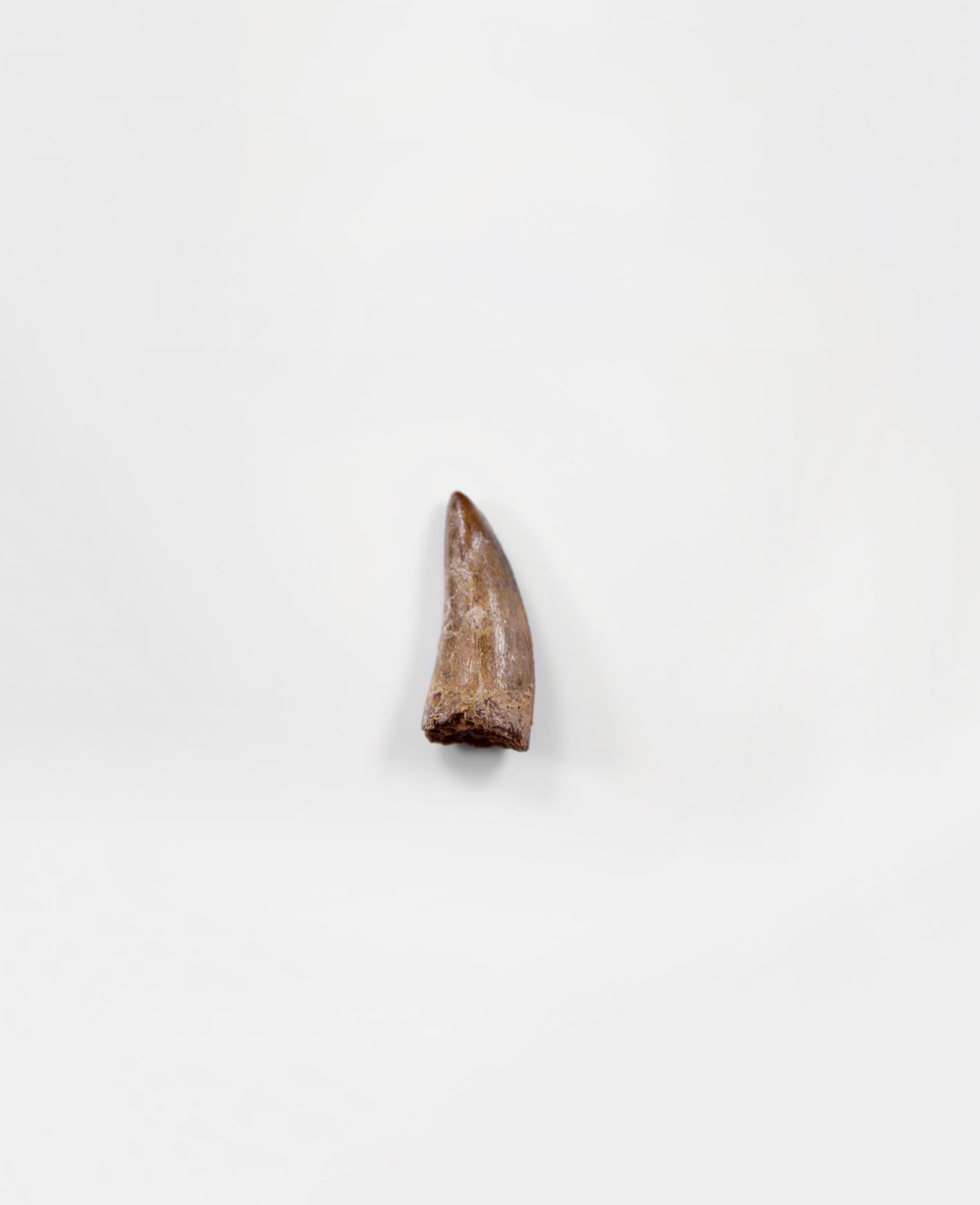 Museum-quality Carcharodontosaurus saharicus dinosaur fossil tooth for sale measuring 42mm at THE FOSSIL STORE