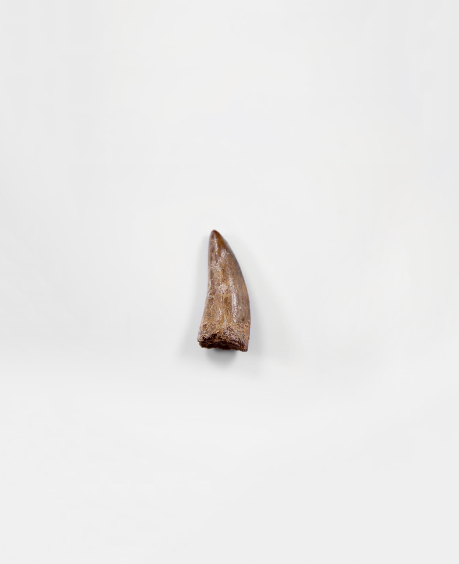 Museum-quality Carcharodontosaurus saharicus dinosaur fossil tooth for sale measuring 42mm at THE FOSSIL STORE