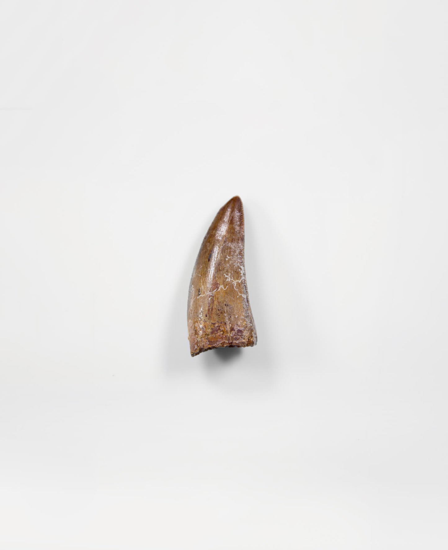 Museum-quality Carcharodontosaurus saharicus dinosaur fossil tooth for sale measuring 42mm at THE FOSSIL STORE