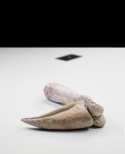 Scientifically important Spinosaurus aegyptiacus dinosaur fossil toe claw for sale measuring 260mm at THE FOSSIL STORE