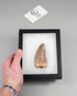 Scientifically important Carcharodontosaurus saharicus dinosaur fossil tooth for sale measuring 83mm at THE FOSSIL STORE