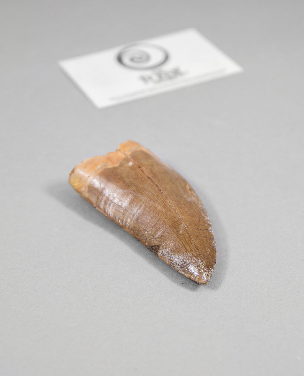 Scientifically important Carcharodontosaurus saharicus dinosaur fossil tooth for sale measuring 83mm at THE FOSSIL STORE