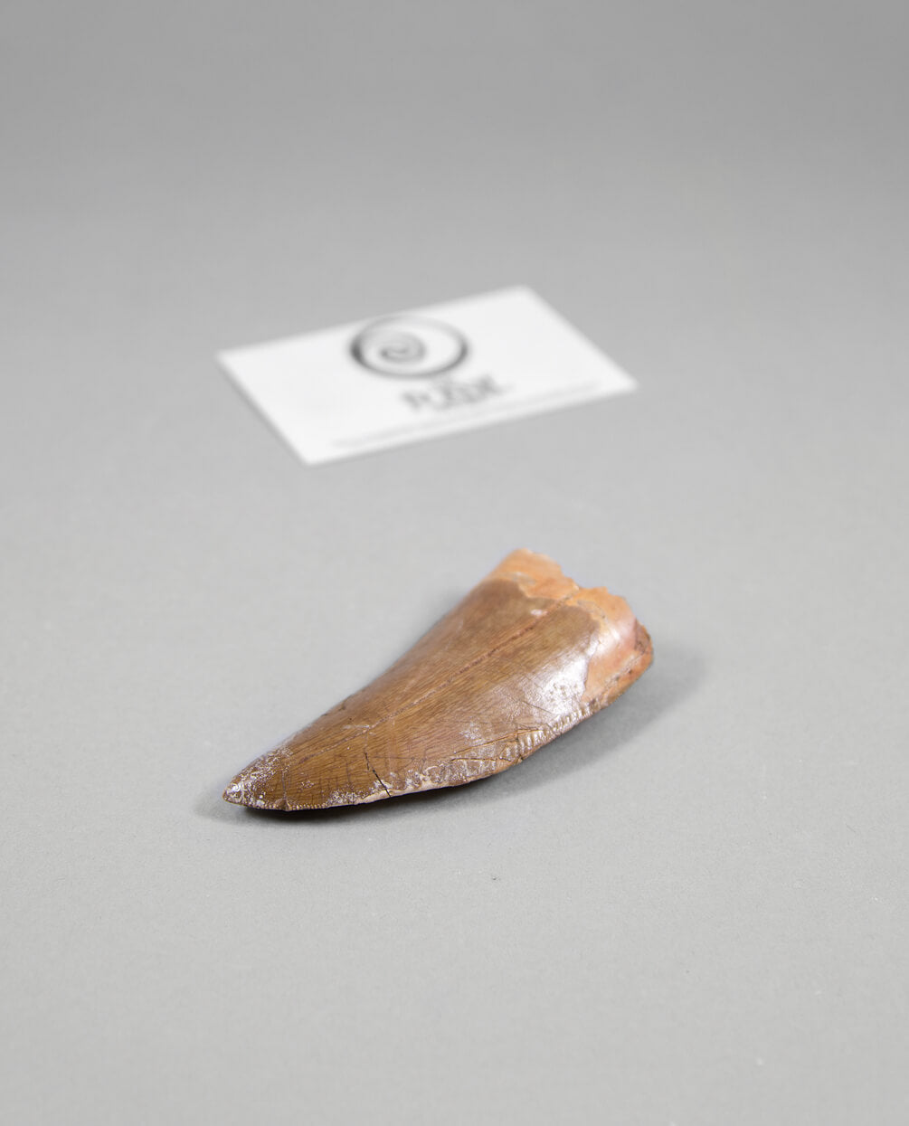 Scientifically important Carcharodontosaurus saharicus dinosaur fossil tooth for sale measuring 83mm at THE FOSSIL STORE