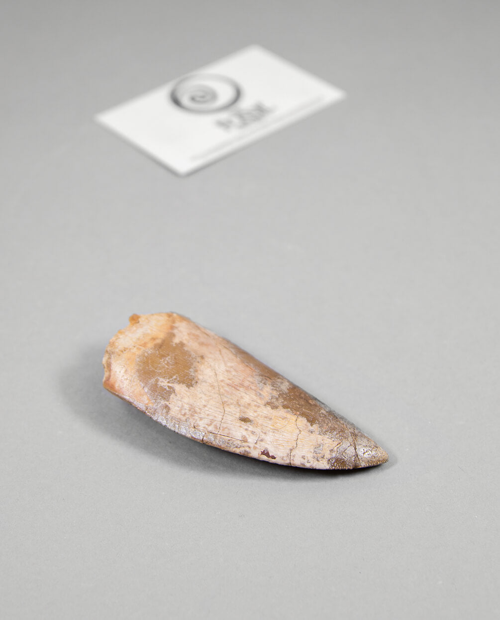 Scientifically important Carcharodontosaurus saharicus dinosaur fossil tooth for sale measuring 83mm at THE FOSSIL STORE