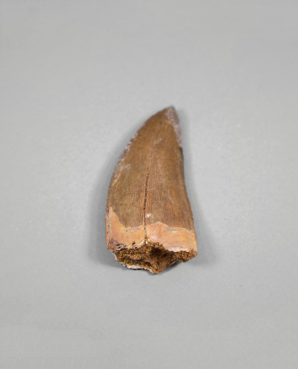 Scientifically important Carcharodontosaurus saharicus dinosaur fossil tooth for sale measuring 83mm at THE FOSSIL STORE