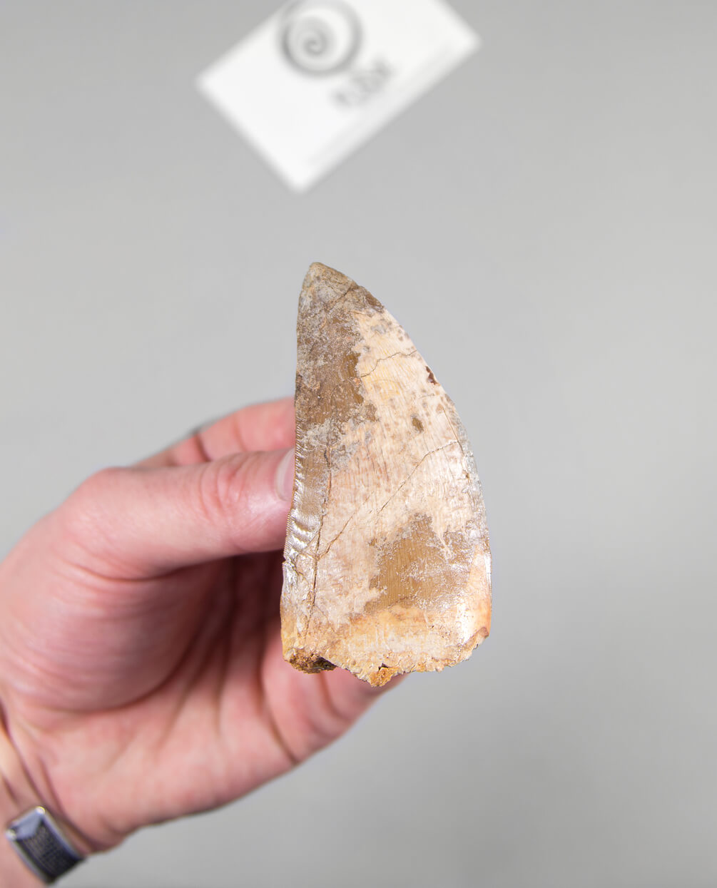 Scientifically important Carcharodontosaurus saharicus dinosaur fossil tooth for sale measuring 83mm at THE FOSSIL STORE