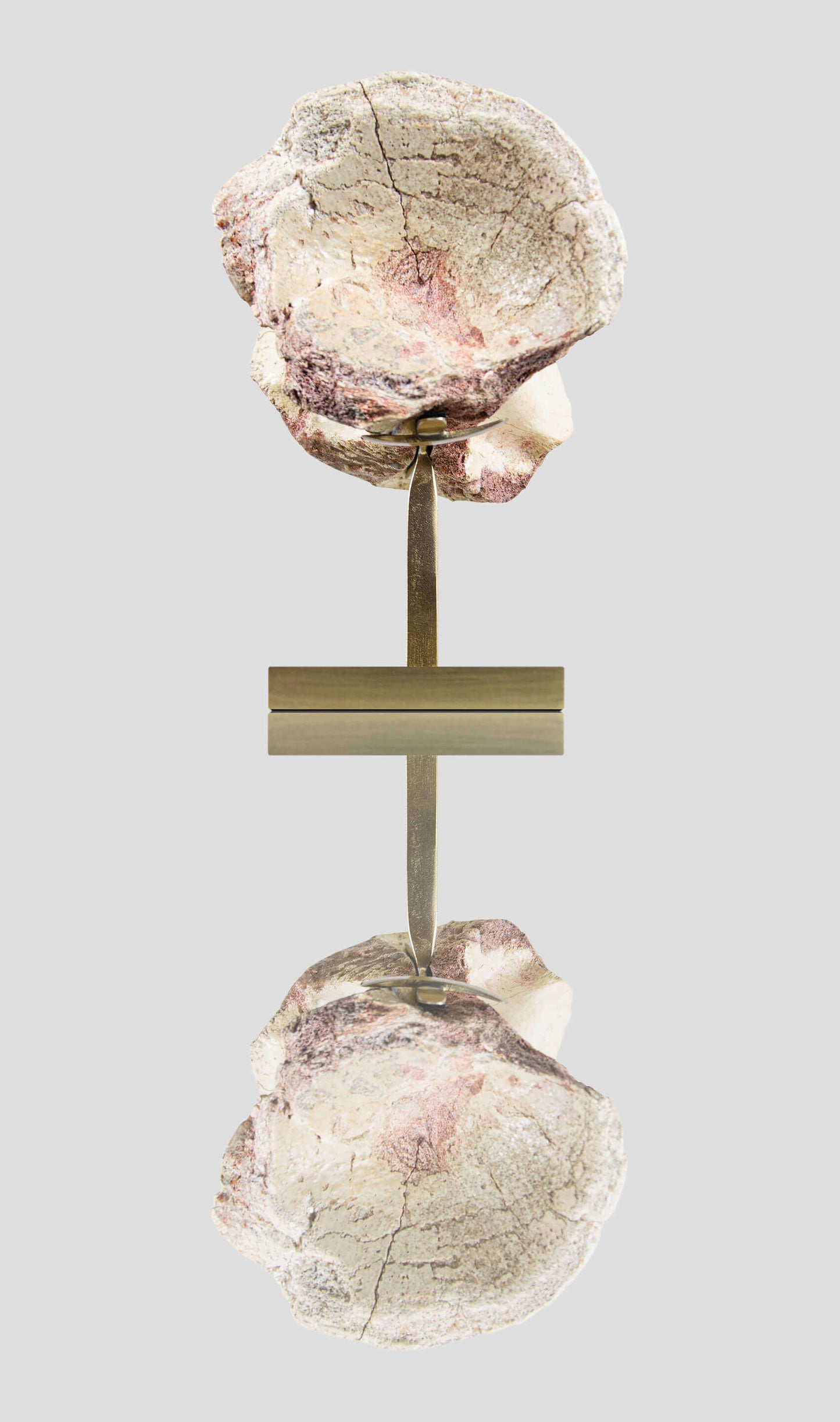 Dinosaur vertebra for sale on a brass stand for interior display 02