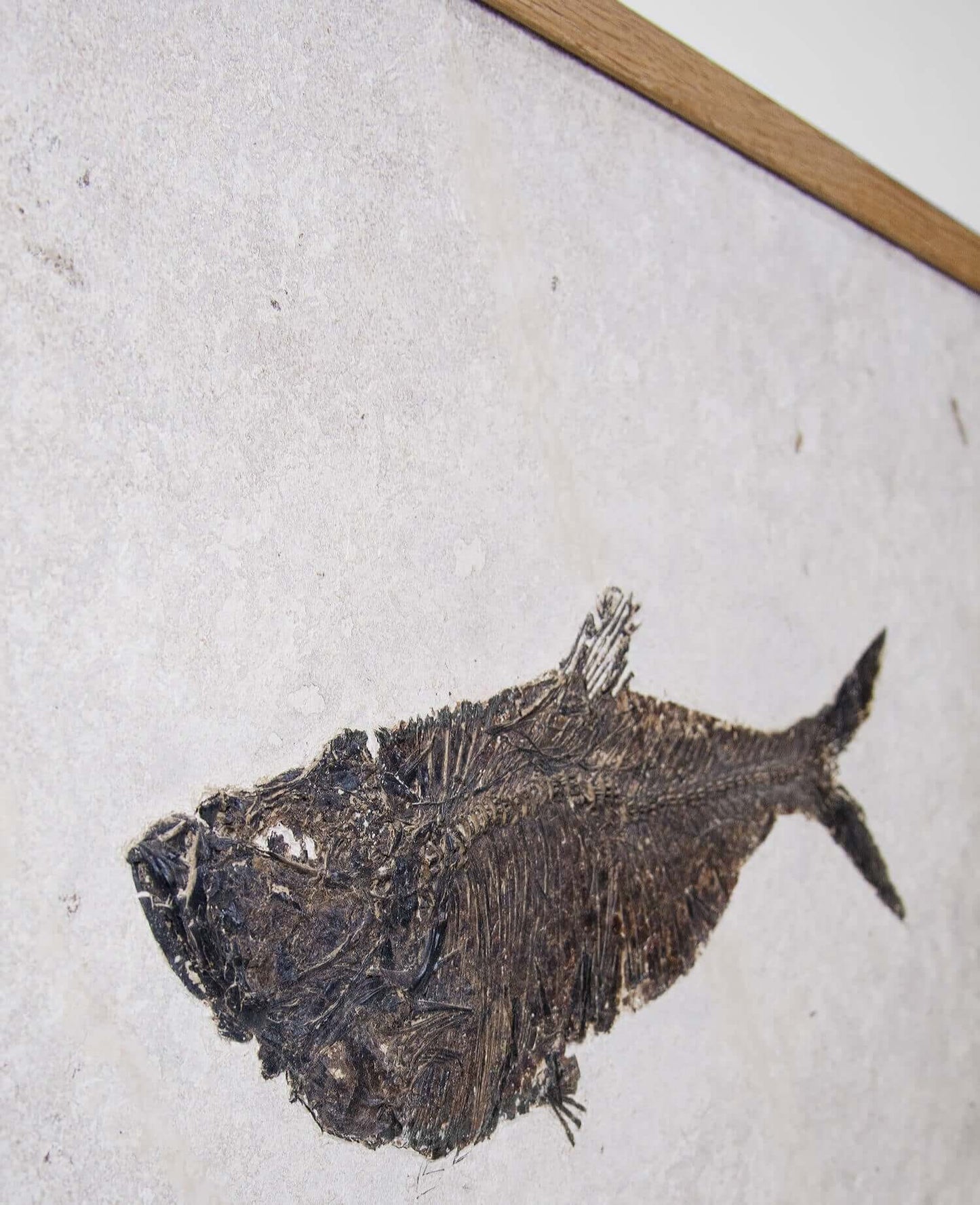 Museum-quality framed Diplomystus fish fossil skeleton measuring 700mm by THE FOSSIL STORE