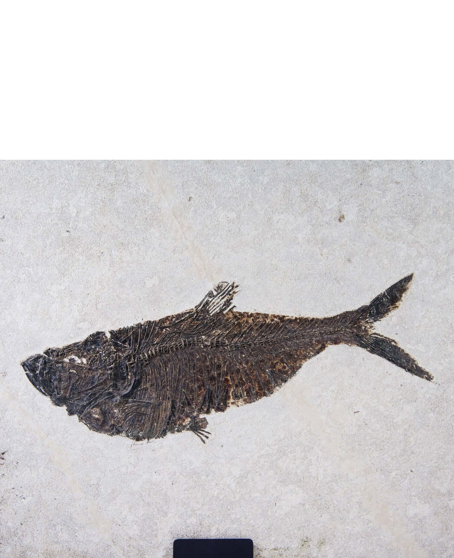 Museum-quality framed Diplomystus fish fossil skeleton measuring 700mm by THE FOSSIL STORE