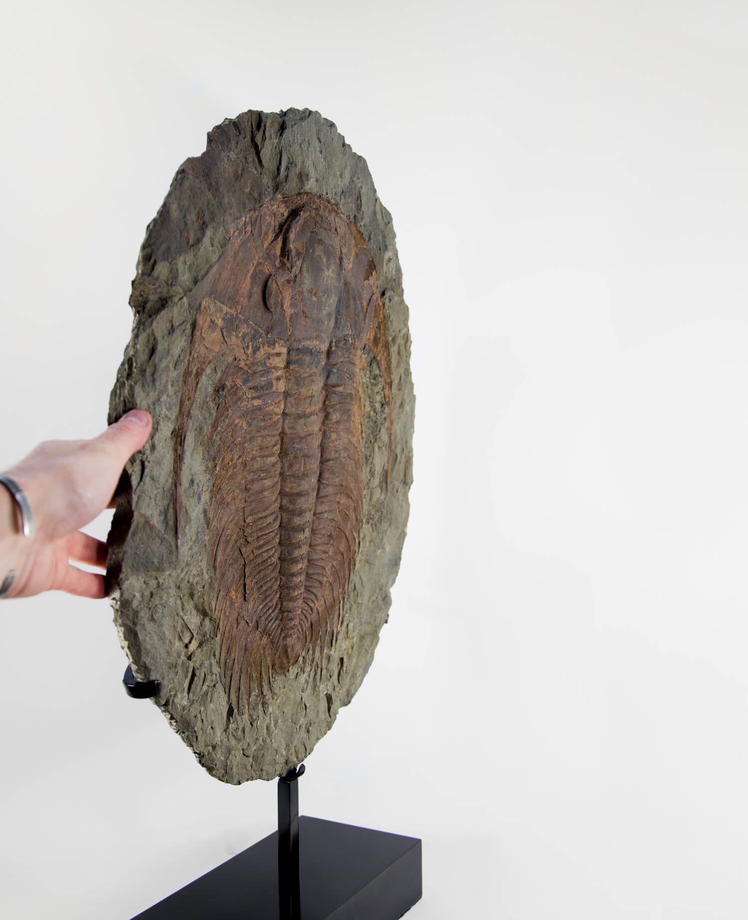 A museum-standard rare authentic Paradoxides acadoparadoxides measuring 660mm on THE FOSSIL STORE bronze stand series