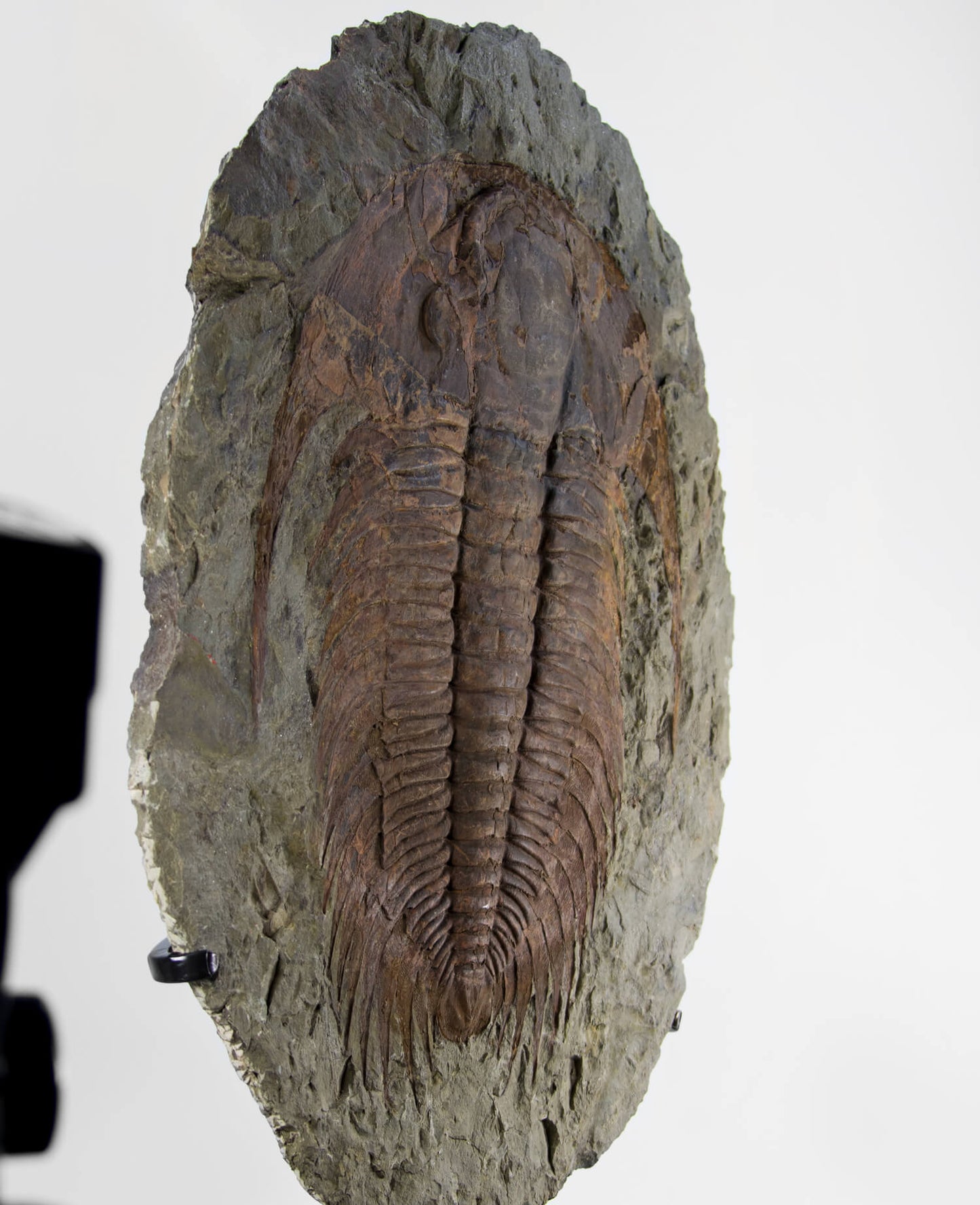 A museum-standard rare authentic Paradoxides acadoparadoxides measuring 660mm on THE FOSSIL STORE bronze stand series