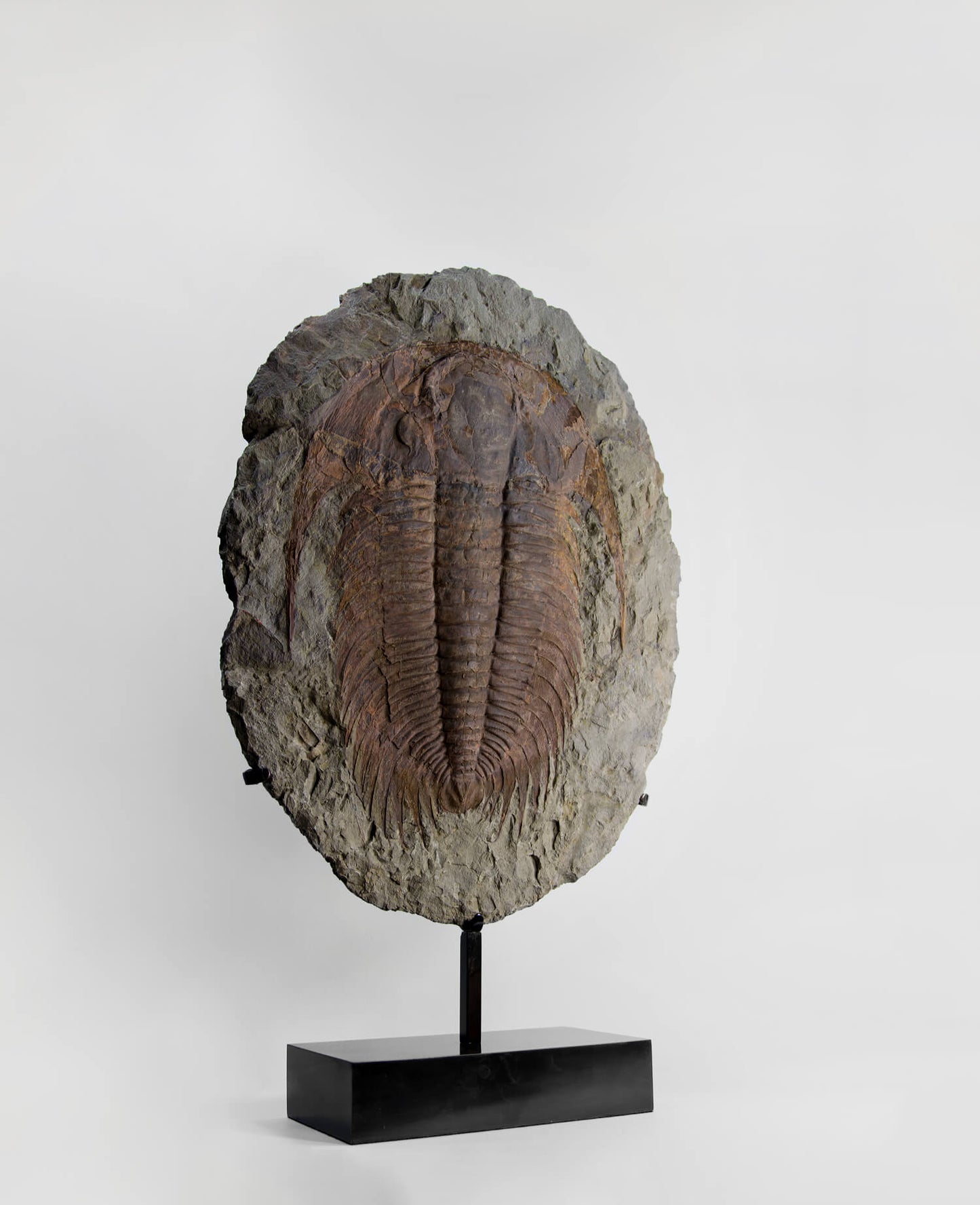 A museum-standard rare authentic Paradoxides acadoparadoxides measuring 660mm on THE FOSSIL STORE bronze stand series