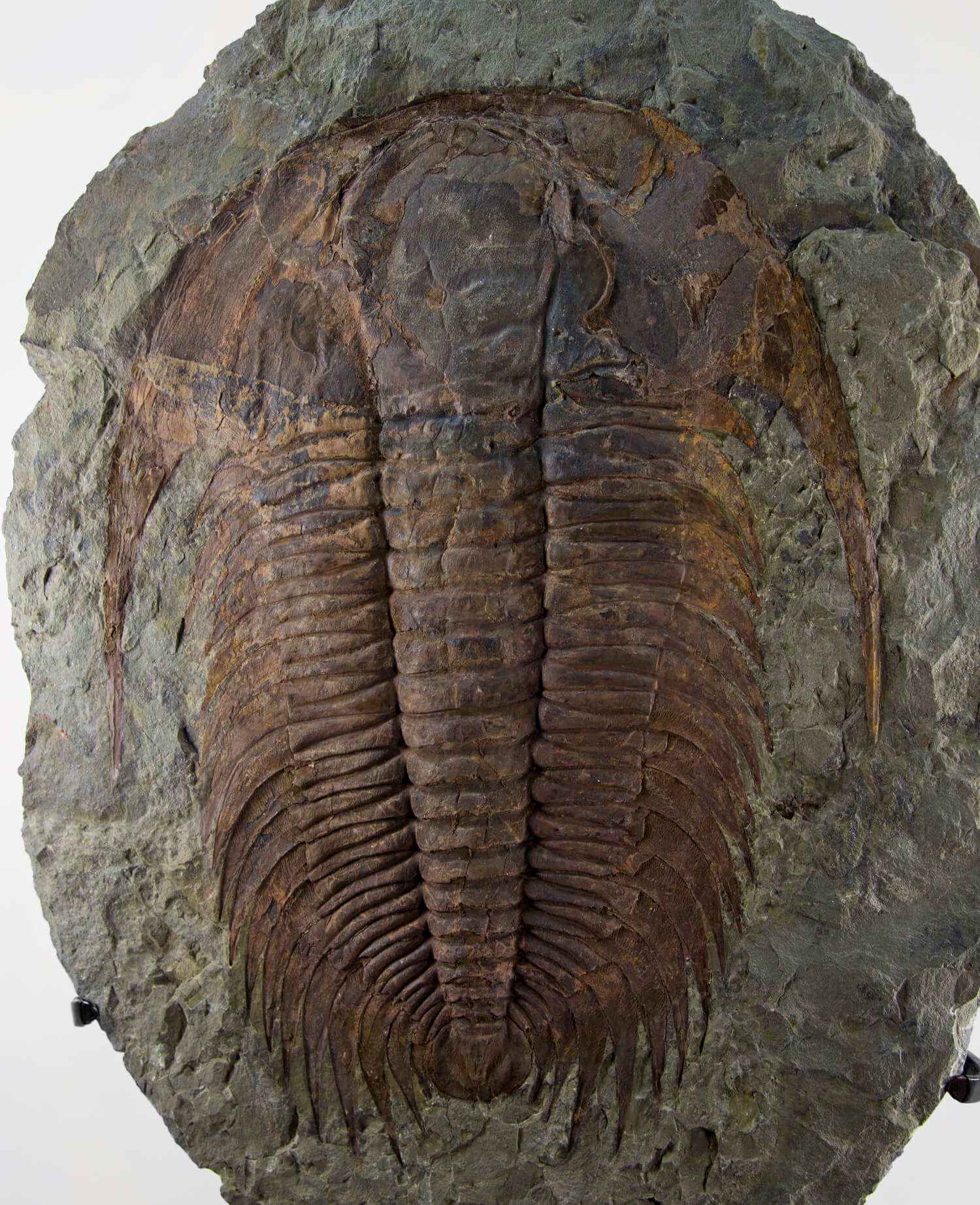 A museum-standard rare authentic Paradoxides acadoparadoxides measuring 660mm on THE FOSSIL STORE bronze stand series