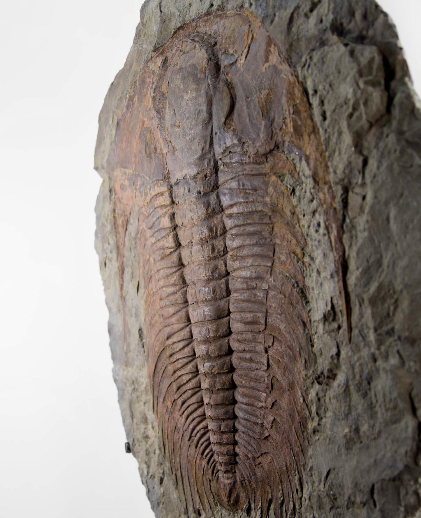 A museum-standard rare authentic Paradoxides acadoparadoxides measuring 660mm on THE FOSSIL STORE bronze stand series