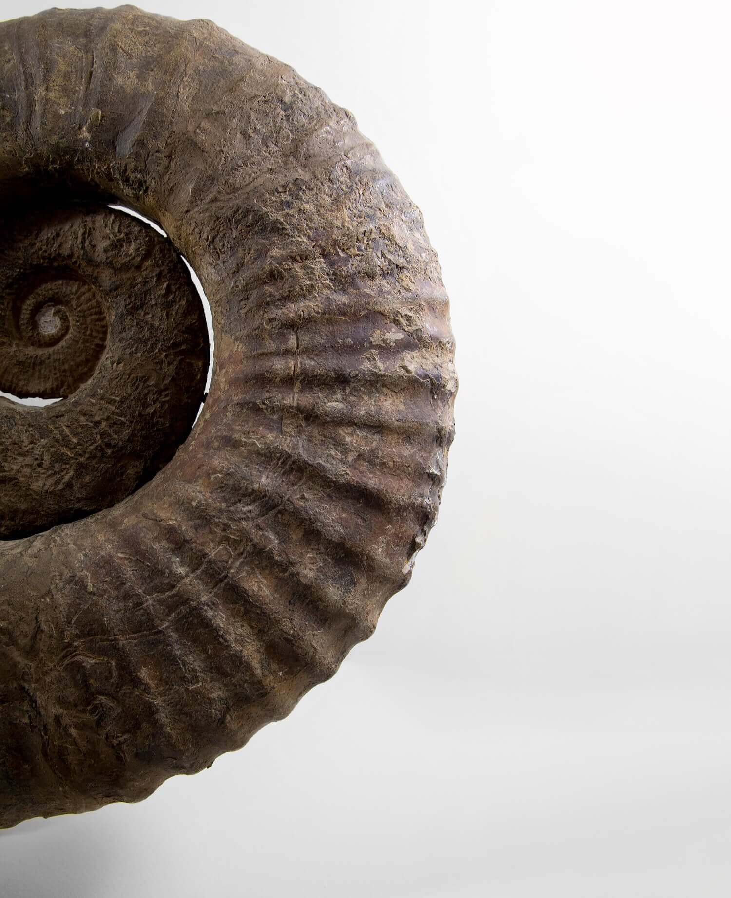 A superb Emericiceras barremense and two Ancyloceras heteromorph ammonites measuring an overall length of 2.3ft