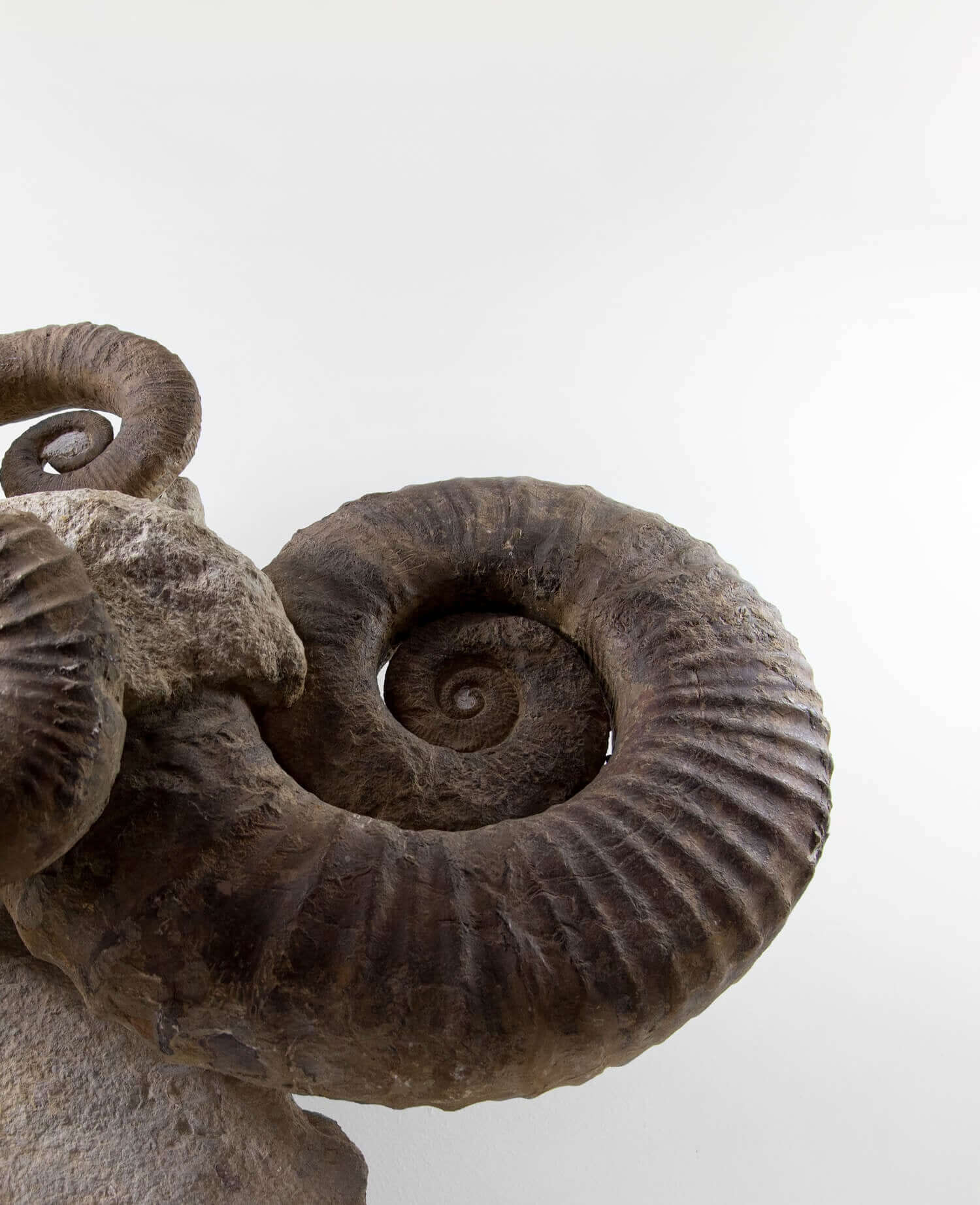 A superb Emericiceras barremense and two Ancyloceras heteromorph ammonites measuring an overall length of 2.3ft