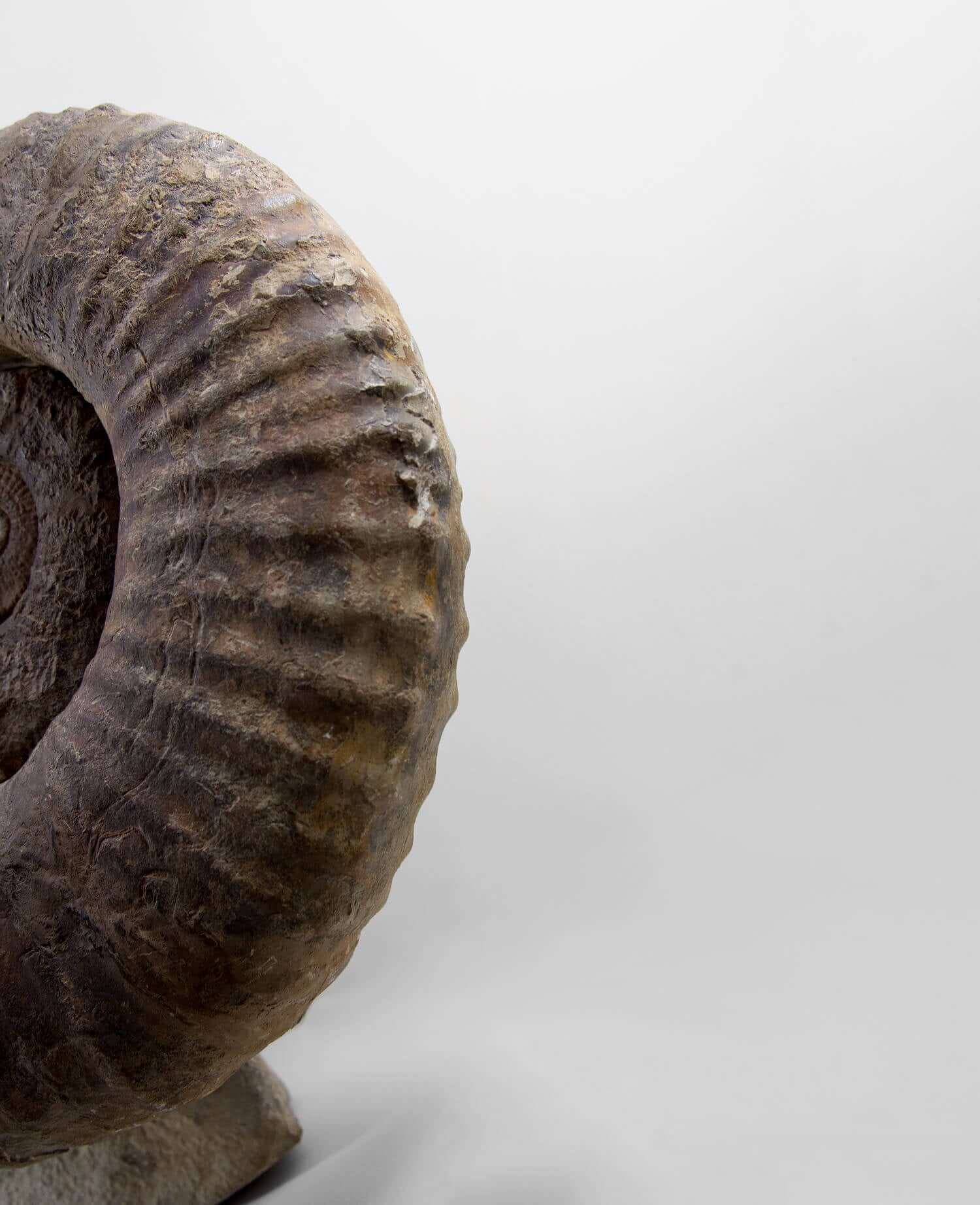 A superb Emericiceras barremense and two Ancyloceras heteromorph ammonites measuring an overall length of 2.3ft