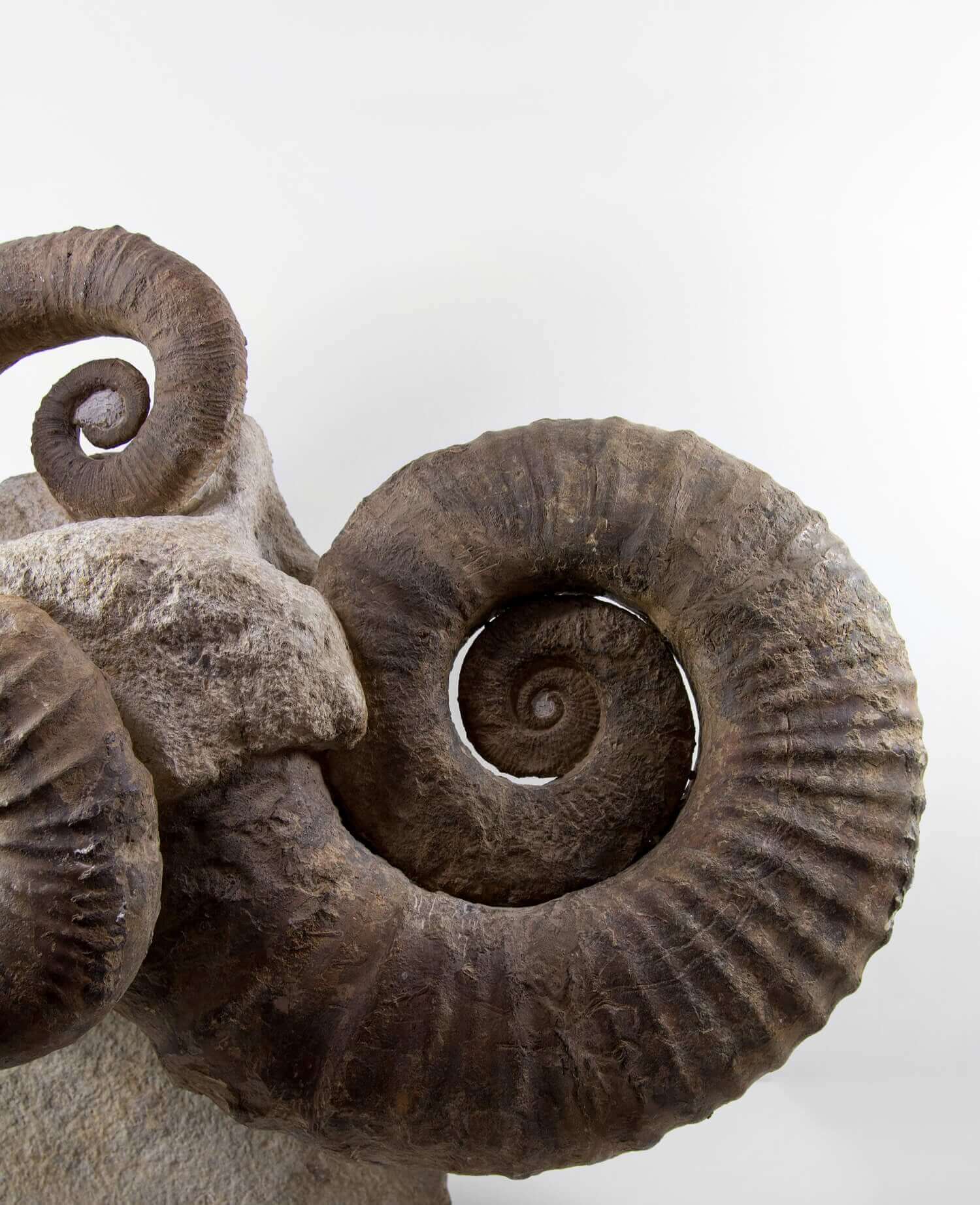 A superb Emericiceras barremense and two Ancyloceras heteromorph ammonites measuring an overall length of 2.3ft