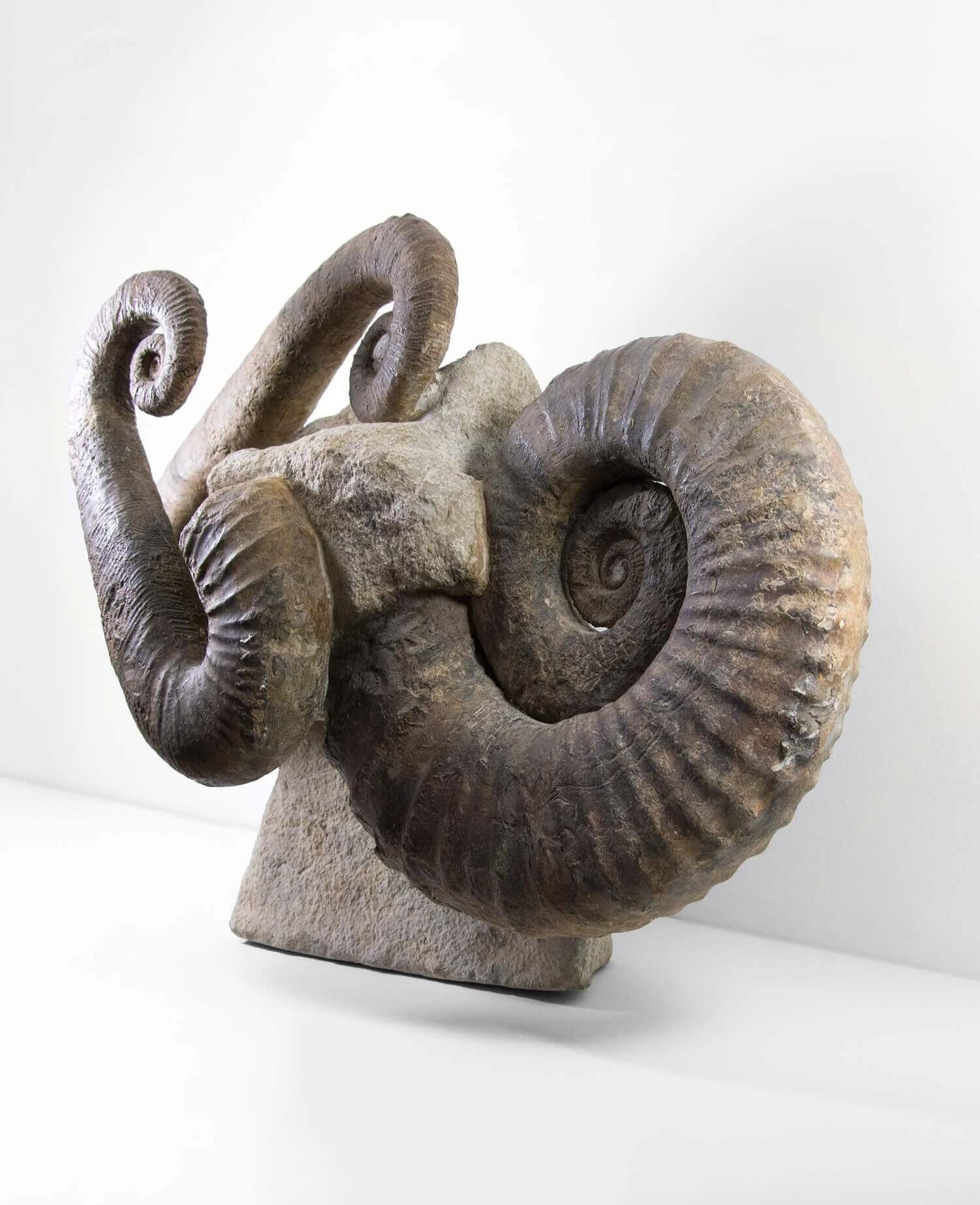 A superb Emericiceras barremense and two Ancyloceras heteromorph ammonites measuring an overall length of 2.3ft