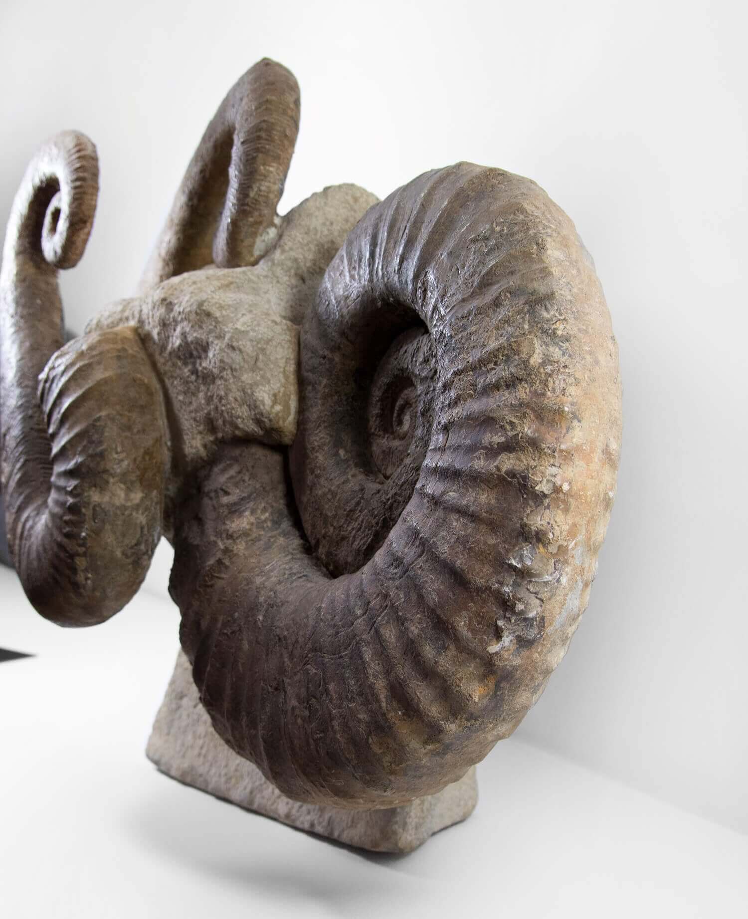 A superb Emericiceras barremense and two Ancyloceras heteromorph ammonites measuring an overall length of 2.3ft