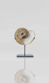 Museum quality fossil Dimeroceras goniatite for sale presented on our custom designed AES bronze stand measuring 117mm