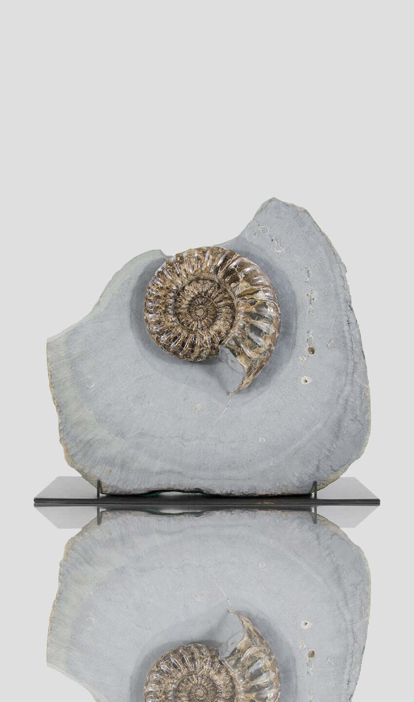 British Asteroceras ammonite for sale 02983