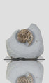 British Asteroceras ammonite for sale 02983