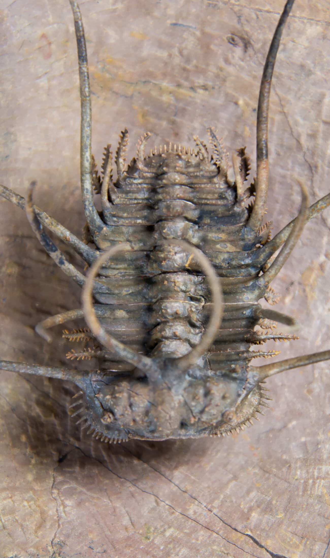 A great fossil ceratonurus trilobite for sale on a custom stand for interior display 11