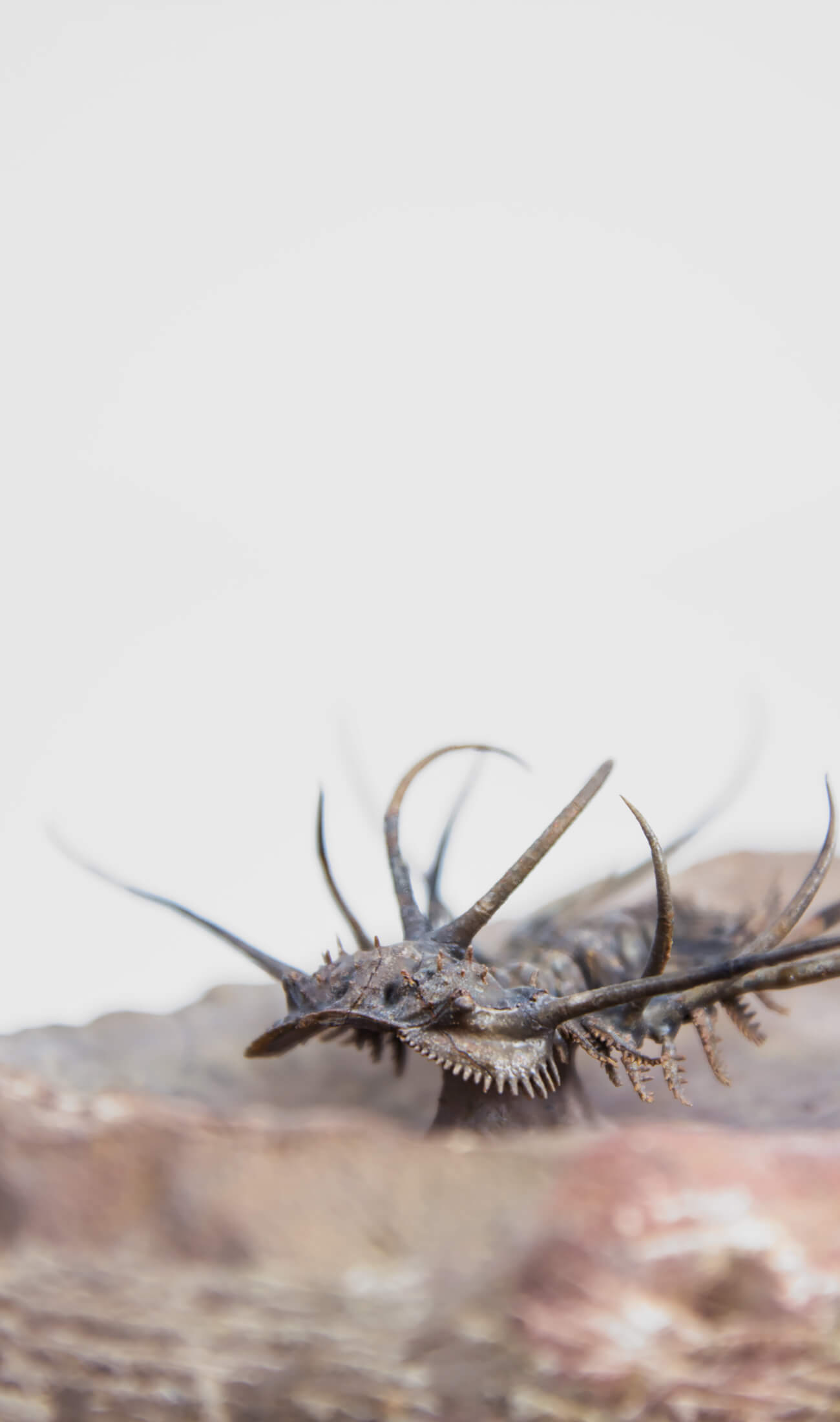 A great fossil ceratonurus trilobite for sale on a custom stand for interior display 24