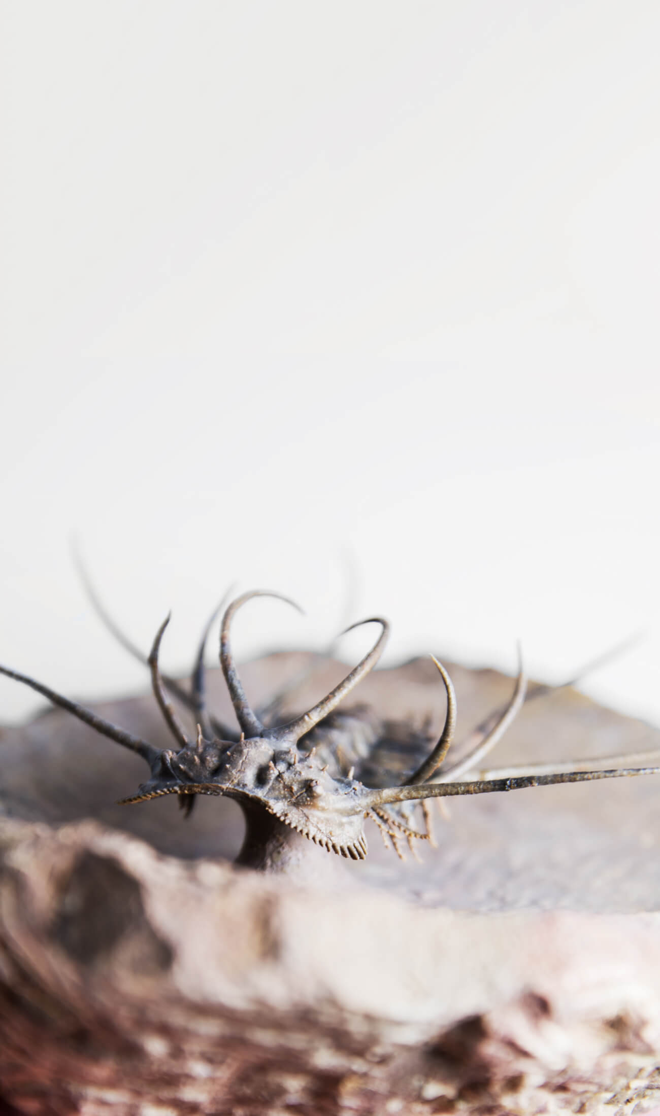 A great fossil ceratonurus trilobite for sale on a custom stand for interior display 5