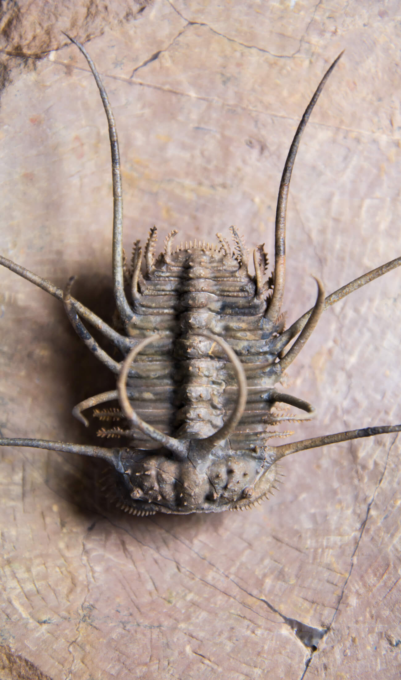 A great fossil ceratonurus trilobite for sale on a custom stand for interior display 6