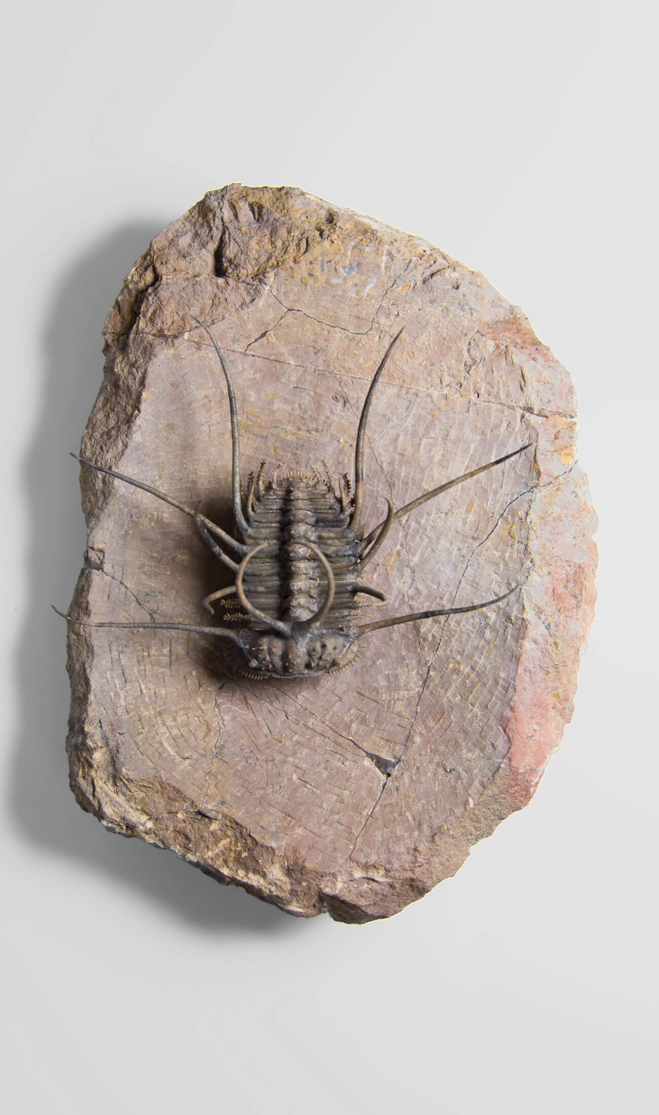 A great fossil ceratonurus trilobite for sale on a custom stand for interior display 7