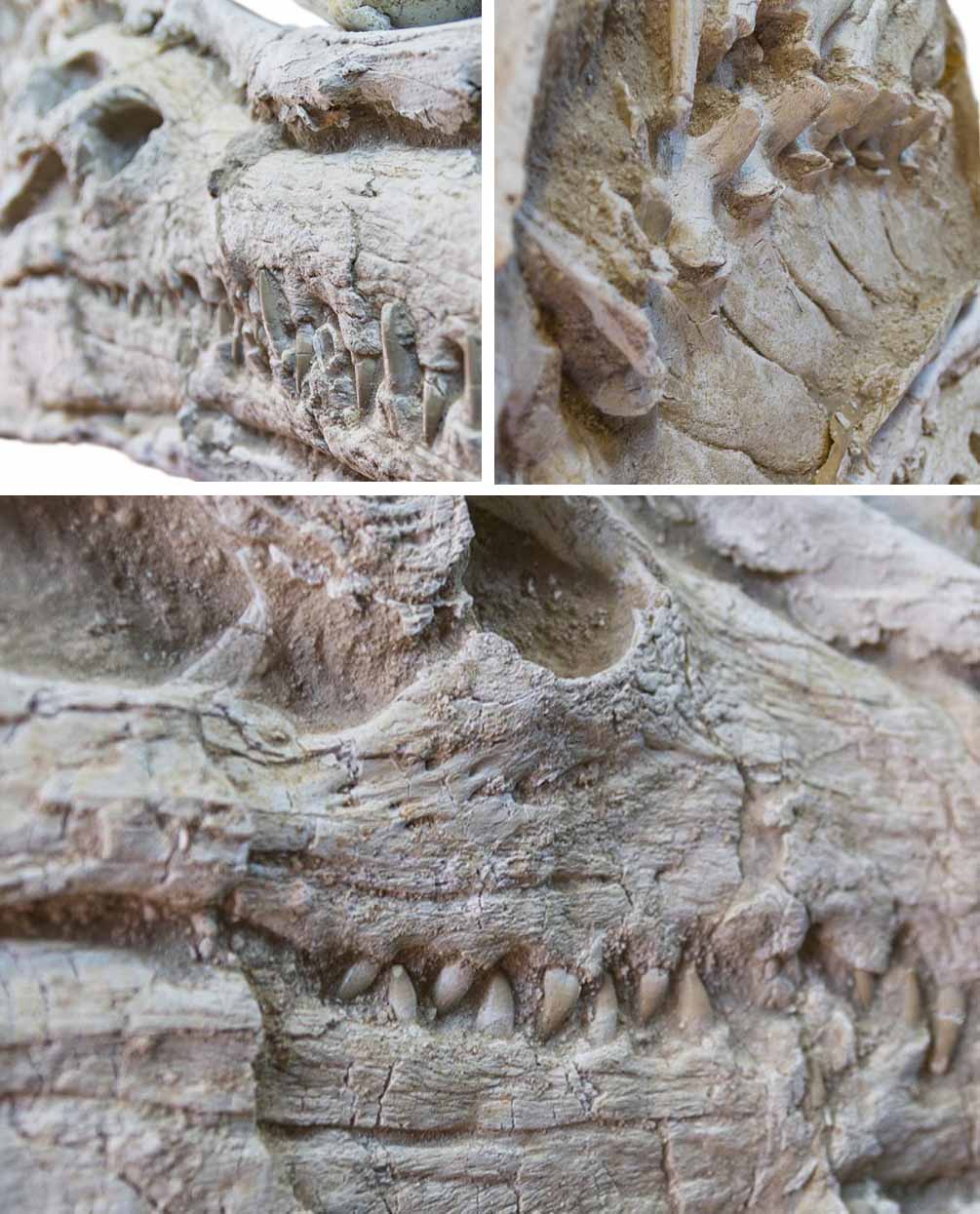 Highly important museum-quality Dyrosaurus Crocodile fossil Skull for sale measuring 1.3 meters