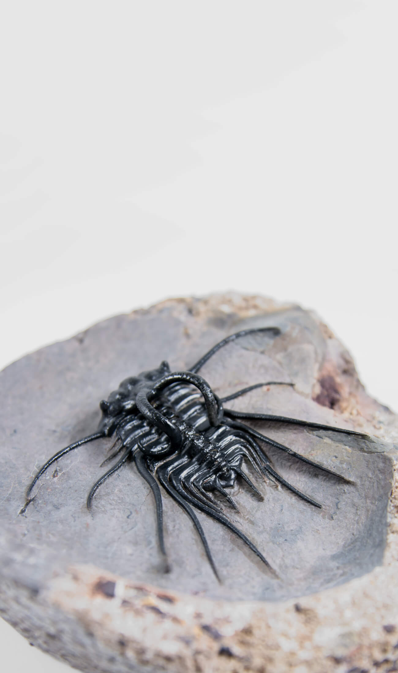 A great fossil DICRANURUS trilobite for sale on a custom stand for interior display 12