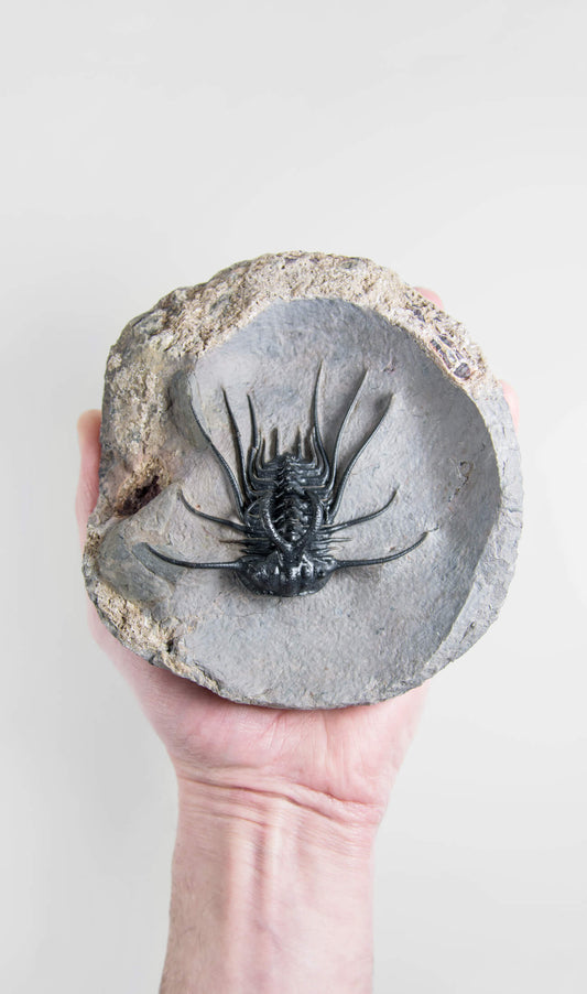 A great fossil DICRANURUS trilobite for sale on a custom stand for interior display 8