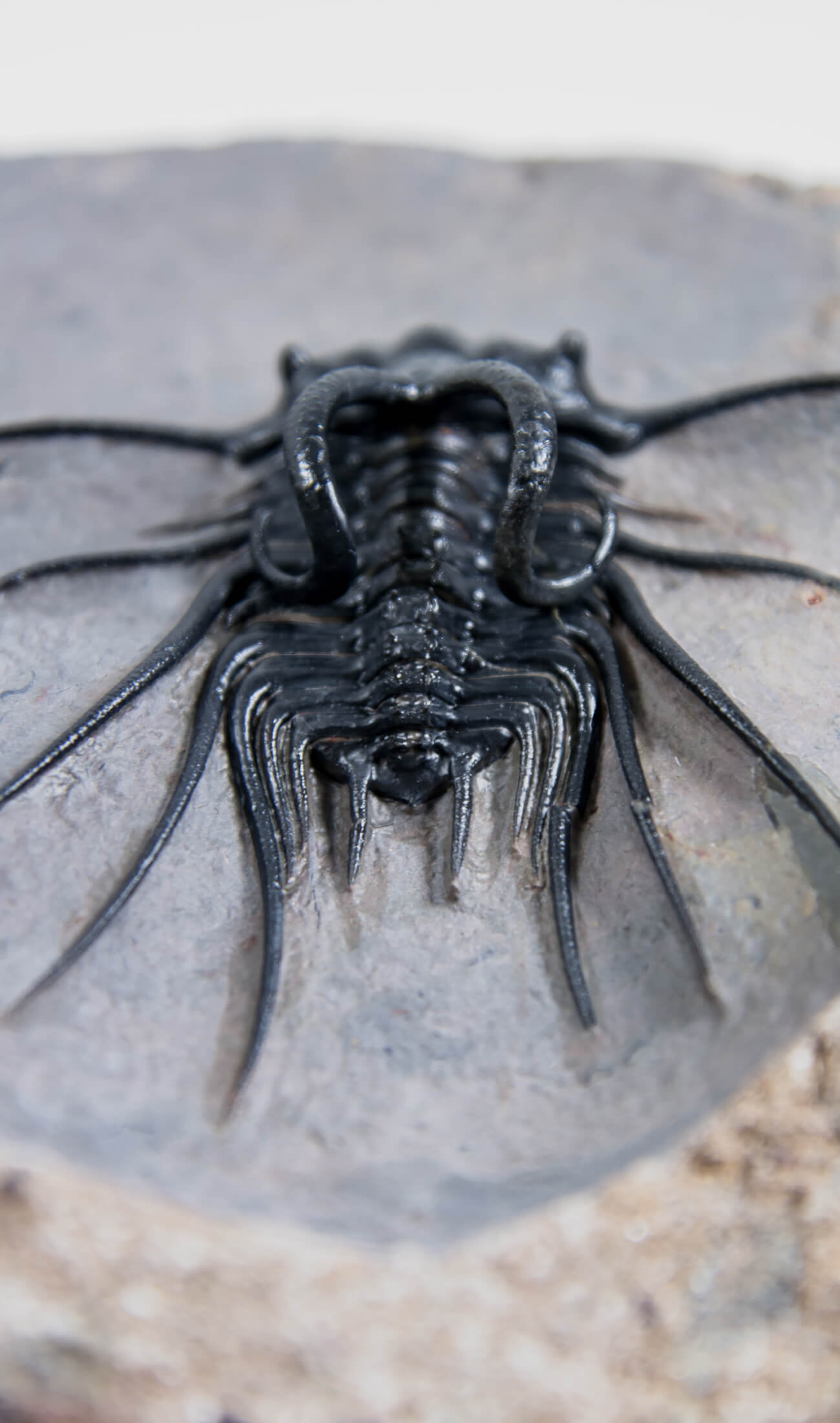 A great fossil DICRANURUS trilobite for sale on a custom stand for interior display 6